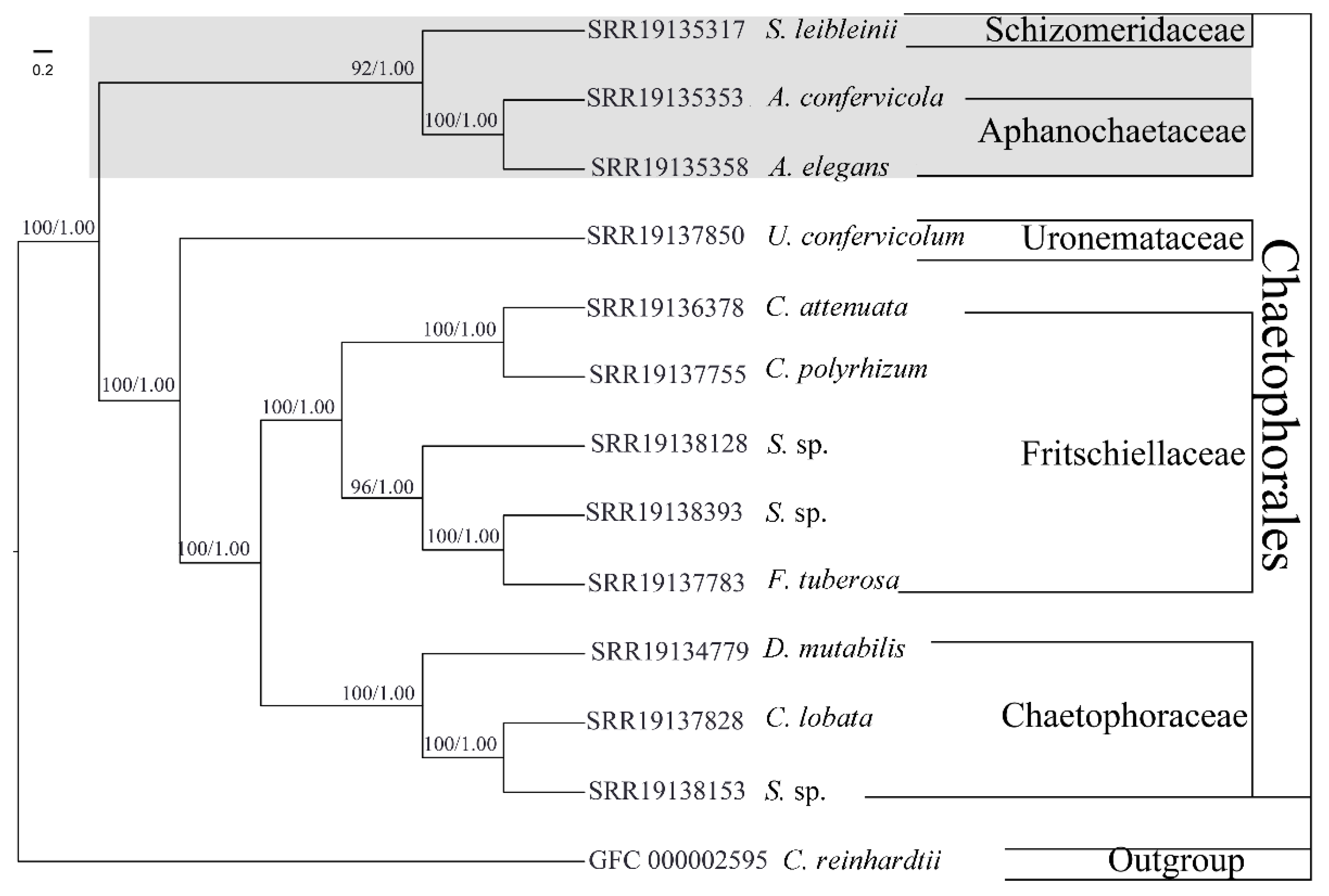 Genes 13 01389 g001 Genes 13 01389 g001