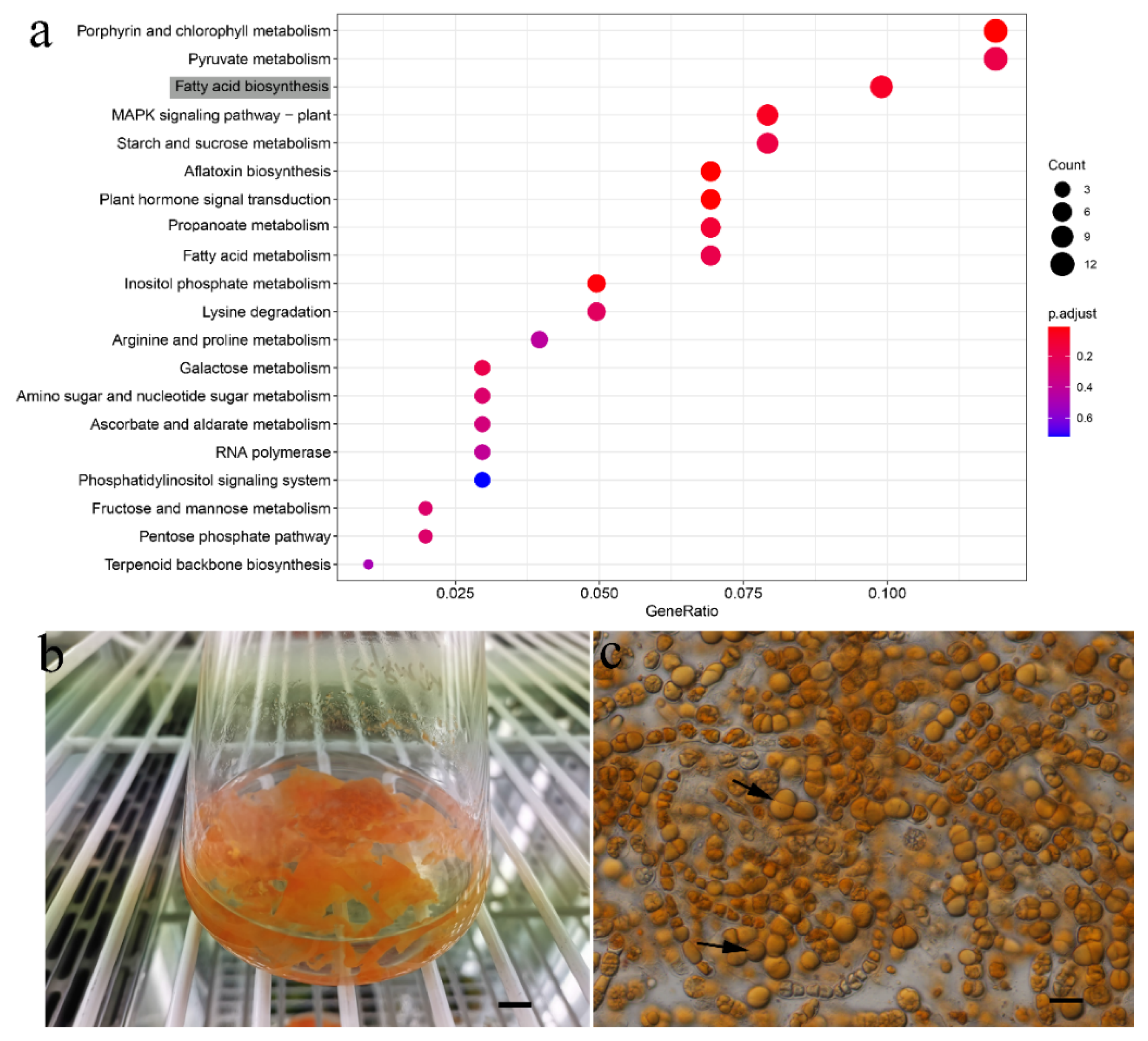 Genes 13 01389 g003 Genes 13 01389 g003