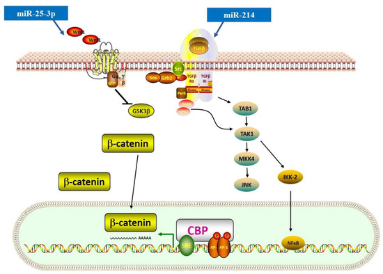 New Insights into the Functions of MicroRNAs in Cardiac Fibrosis