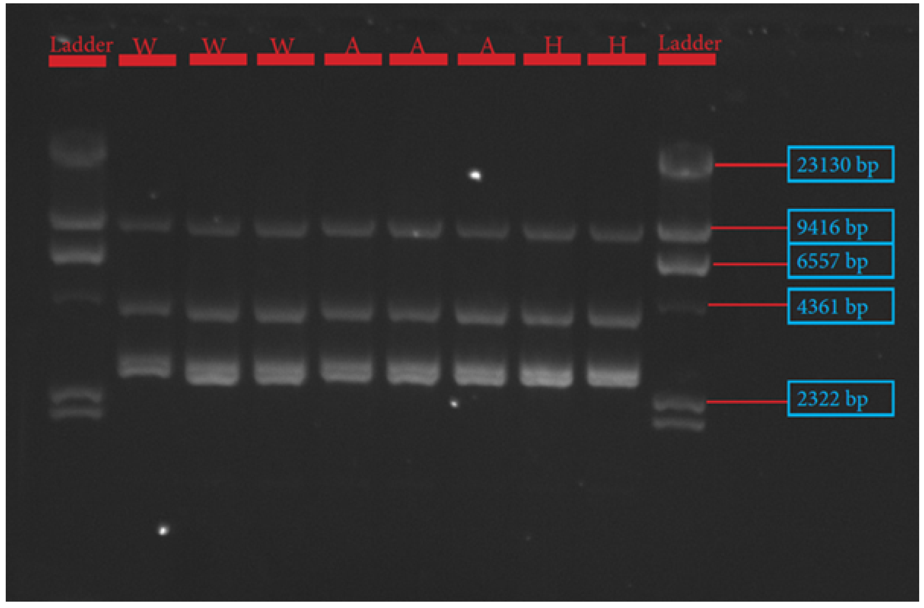 Genes 13 01411 g001 Genes 13 01411 g001