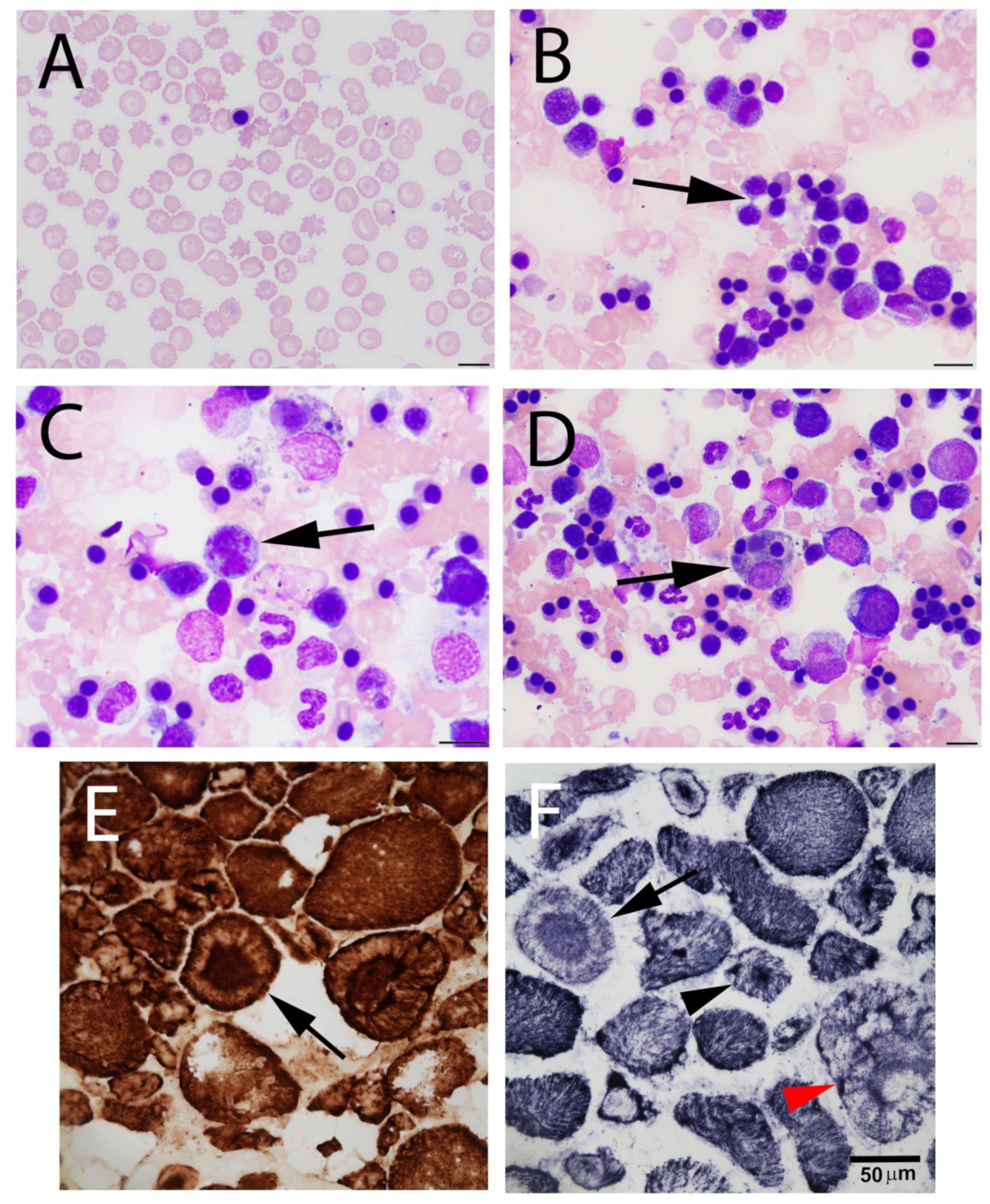 Genes 13 01427 g001 550