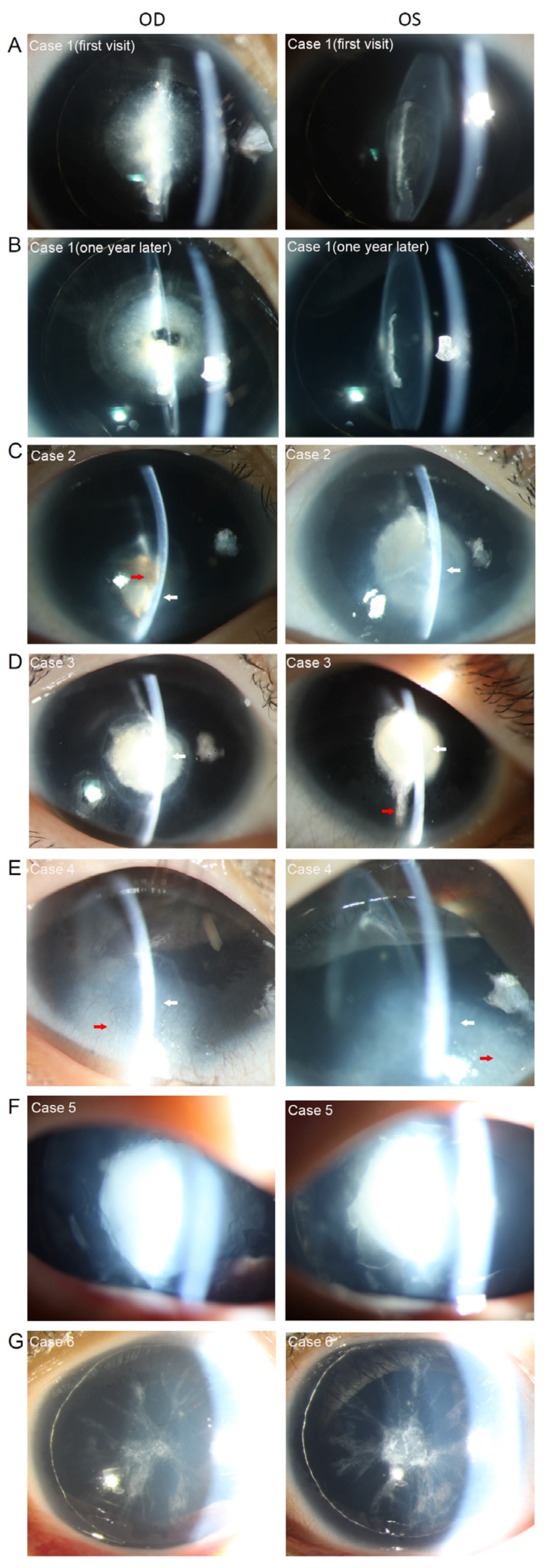 Genes 13 01431 g002 550