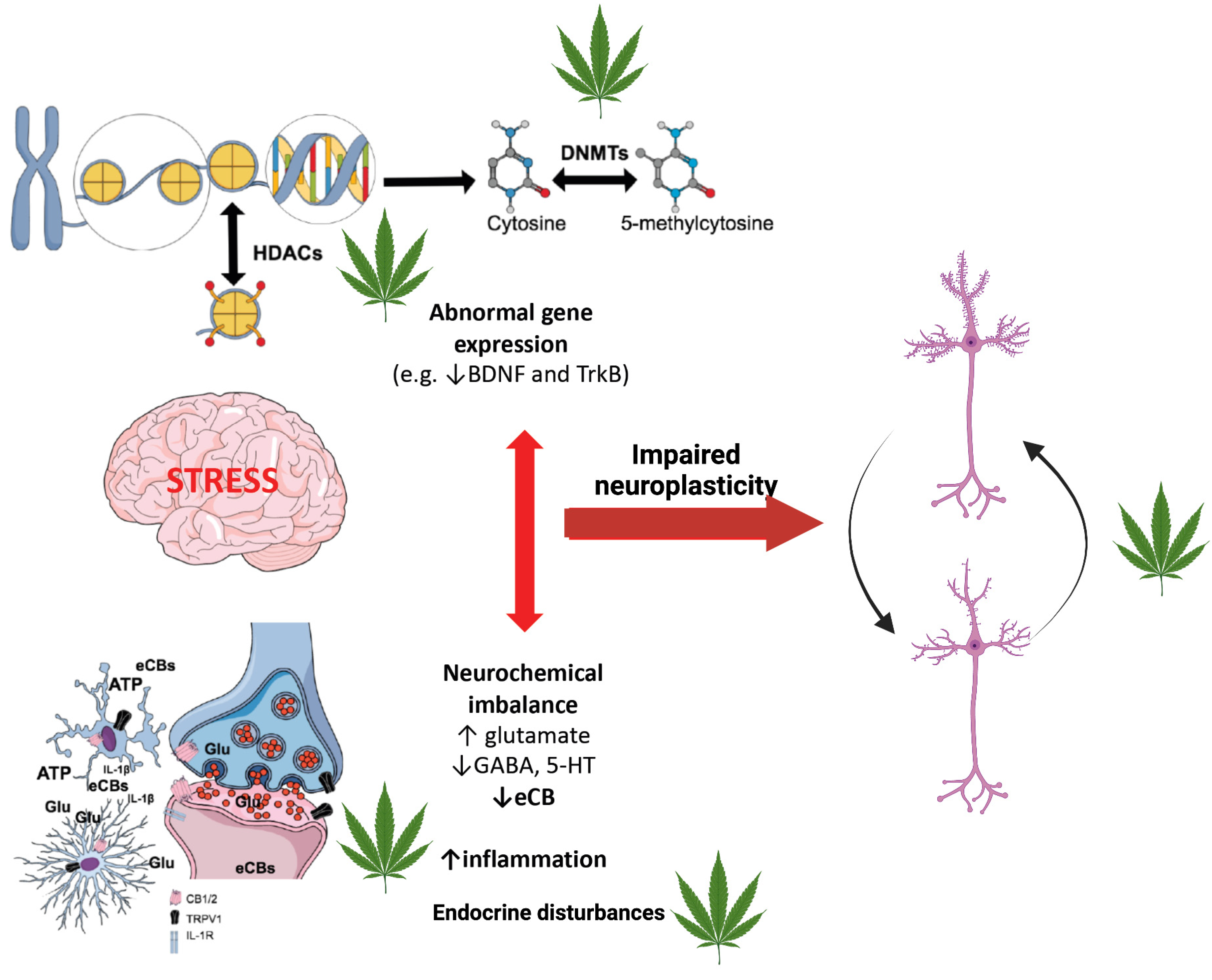 Genes | Free Full-Text | The Cannabis-Induced Epigenetic 