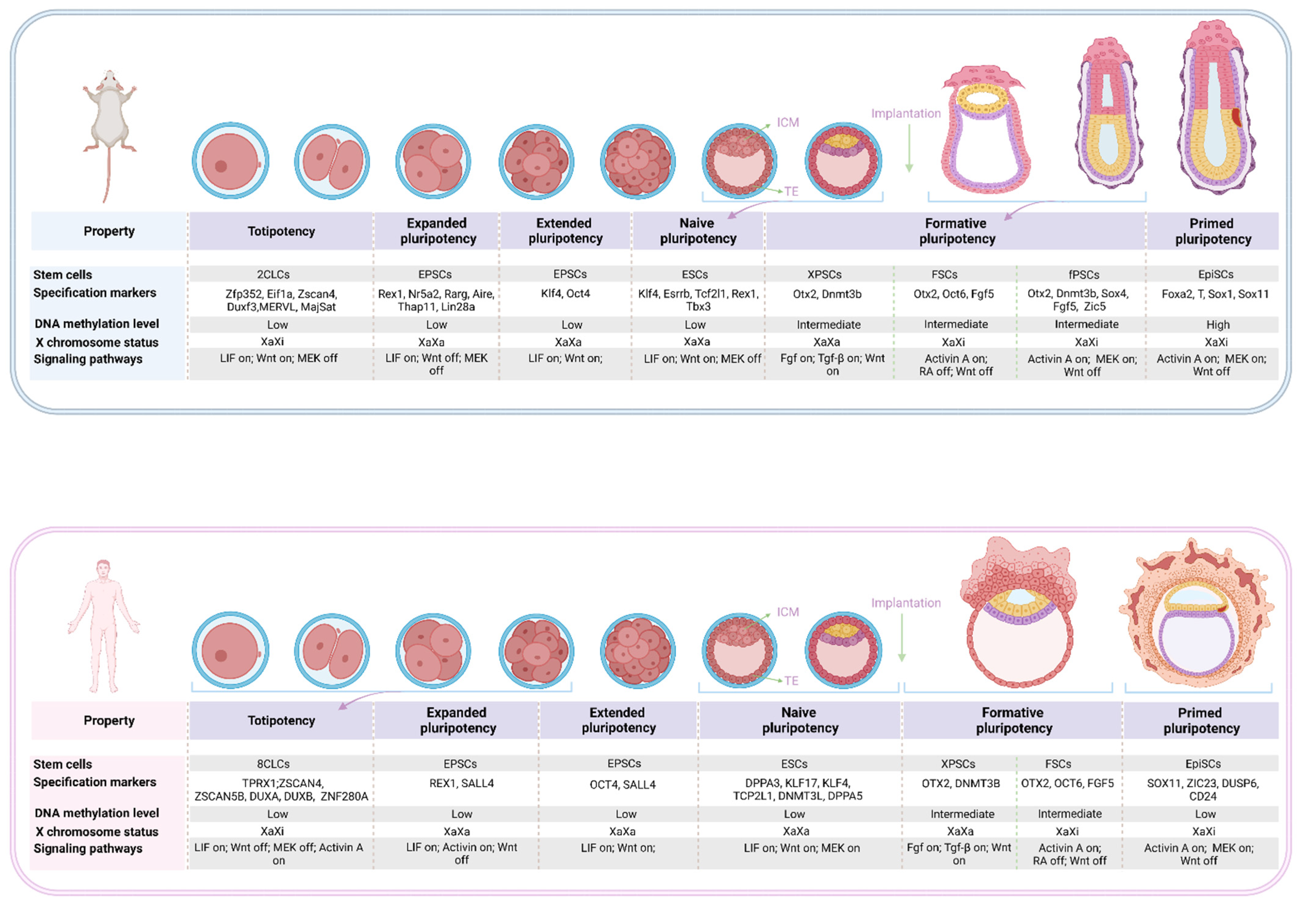 Genes 13 01459 g001 Genes 13 01459 g001