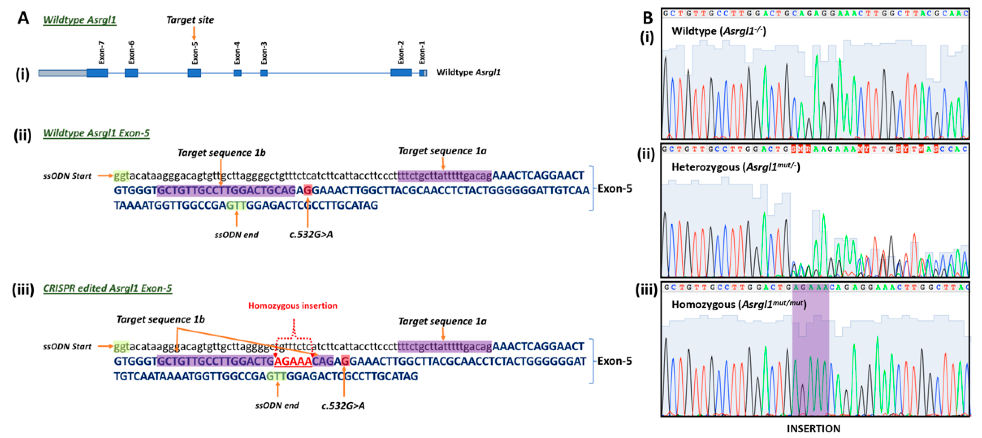 Genes 13 01461 g001 Genes 13 01461 g001