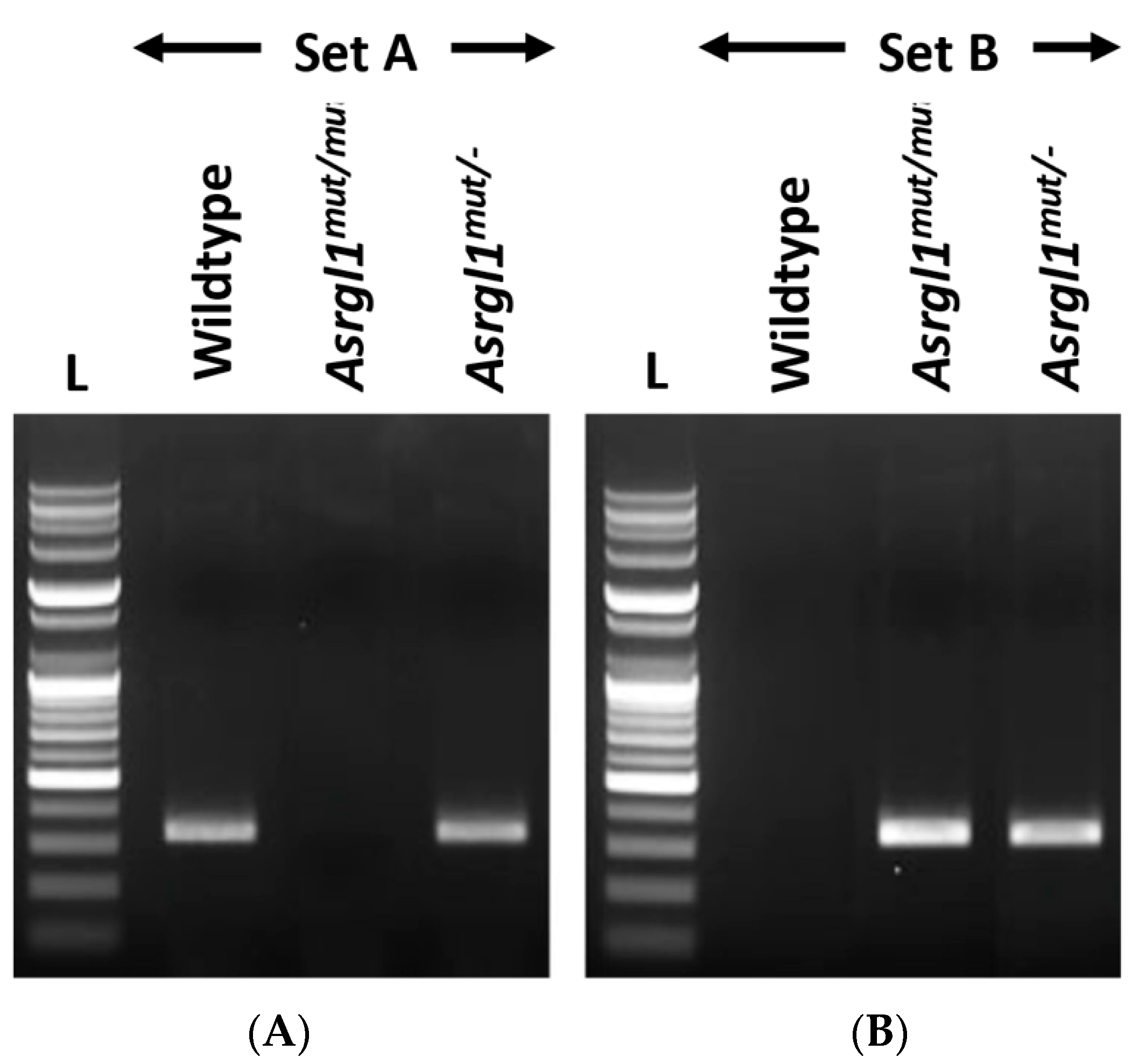 Genes 13 01461 g002 Genes 13 01461 g002