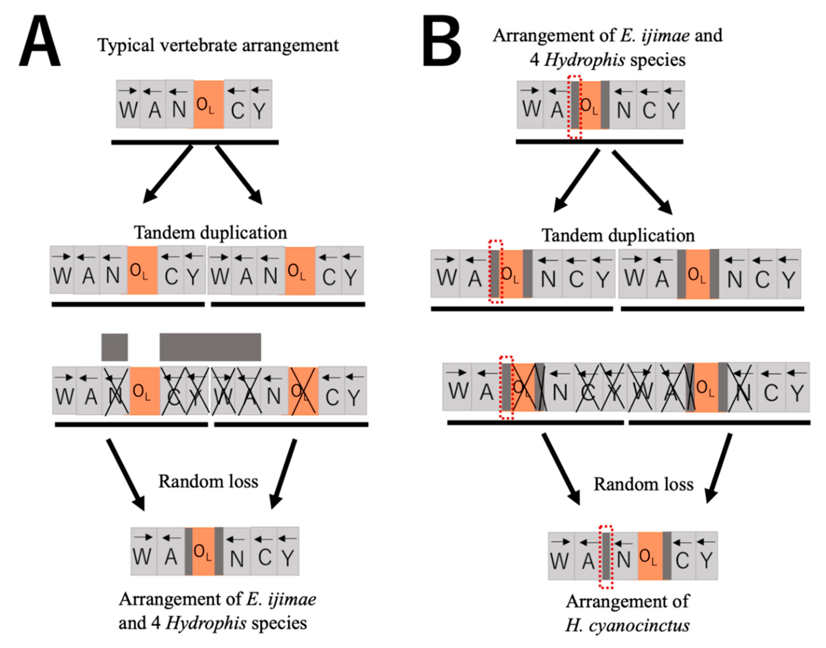 Genes 13 01470 g005 Genes 13 01470 g005