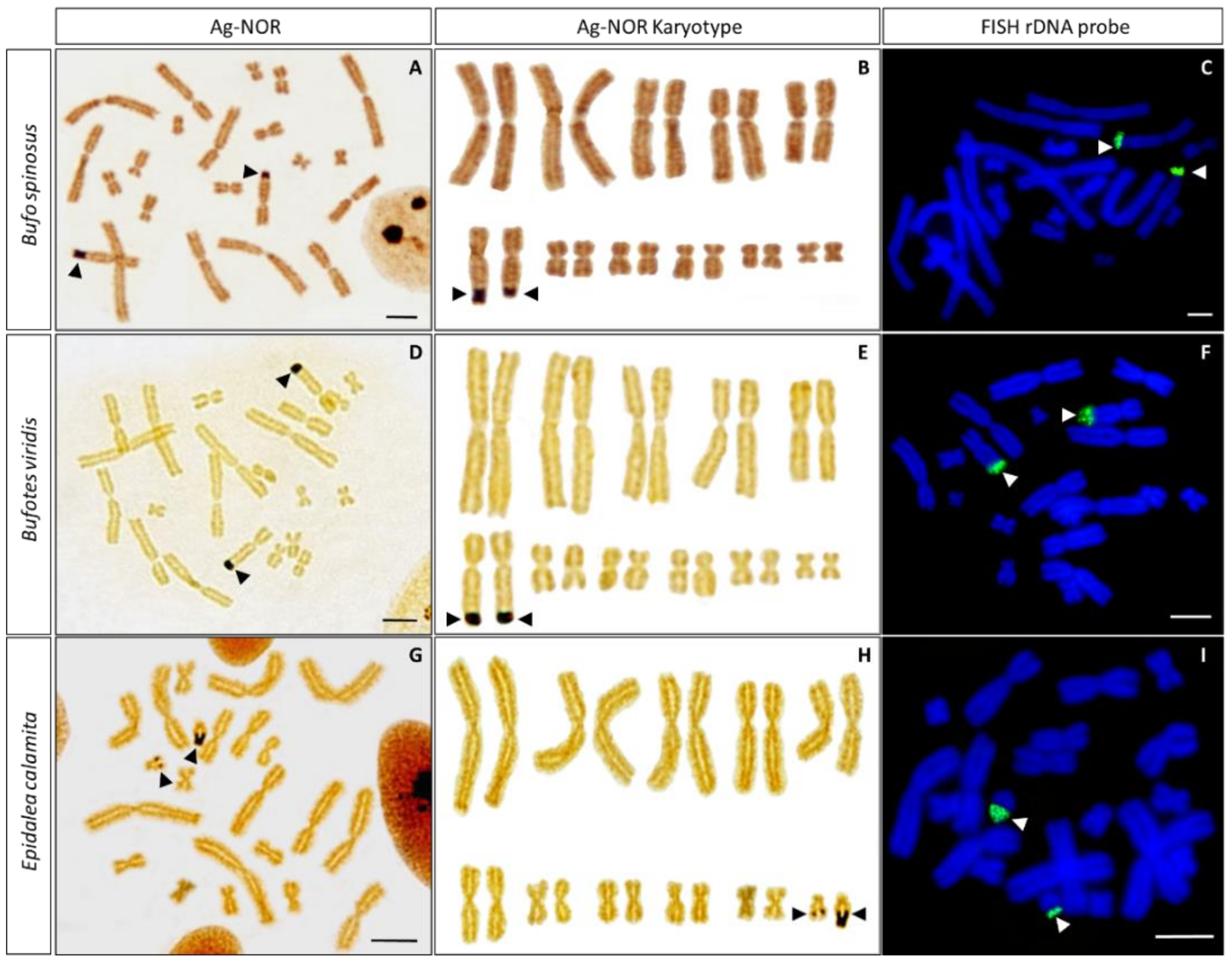 Genes 13 01475 g002 Genes 13 01475 g002