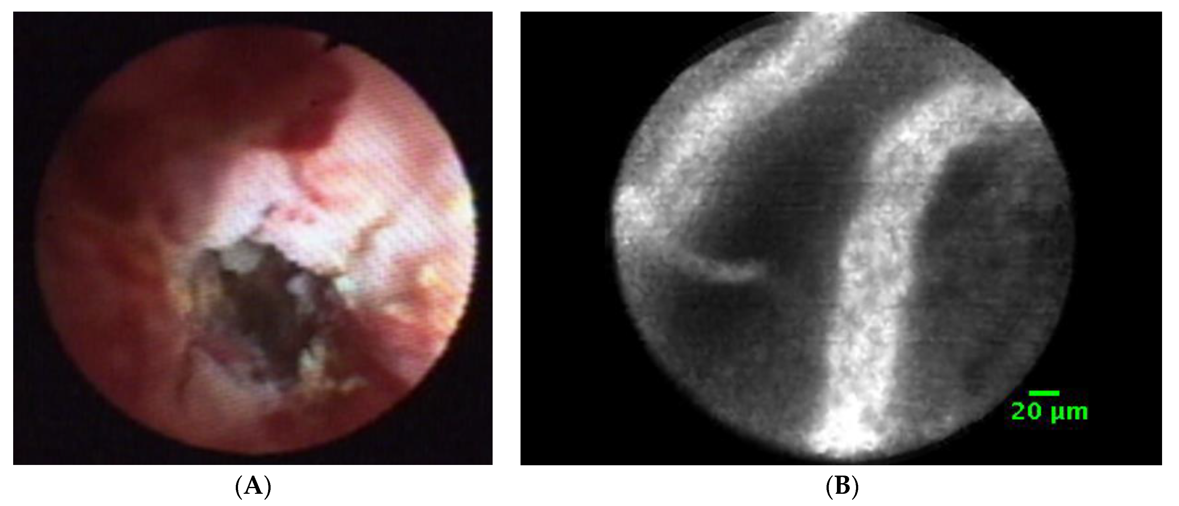 Genes 13 01479 g001 Genes 13 01479 g001