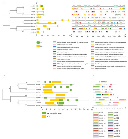 Genome-Wide Analysis of the WOX Transcription Factor Genes