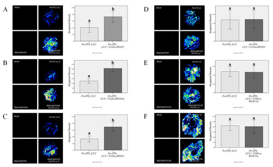 Genome-Wide Analysis of the WOX Transcription Factor Genes