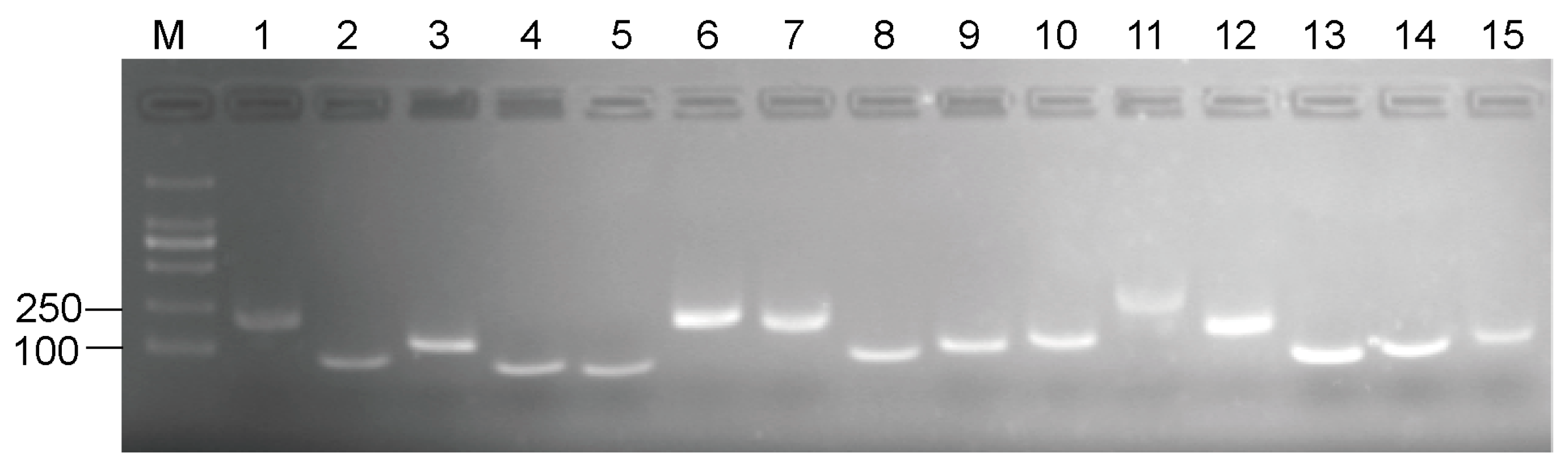 Genes 13 01486 g001