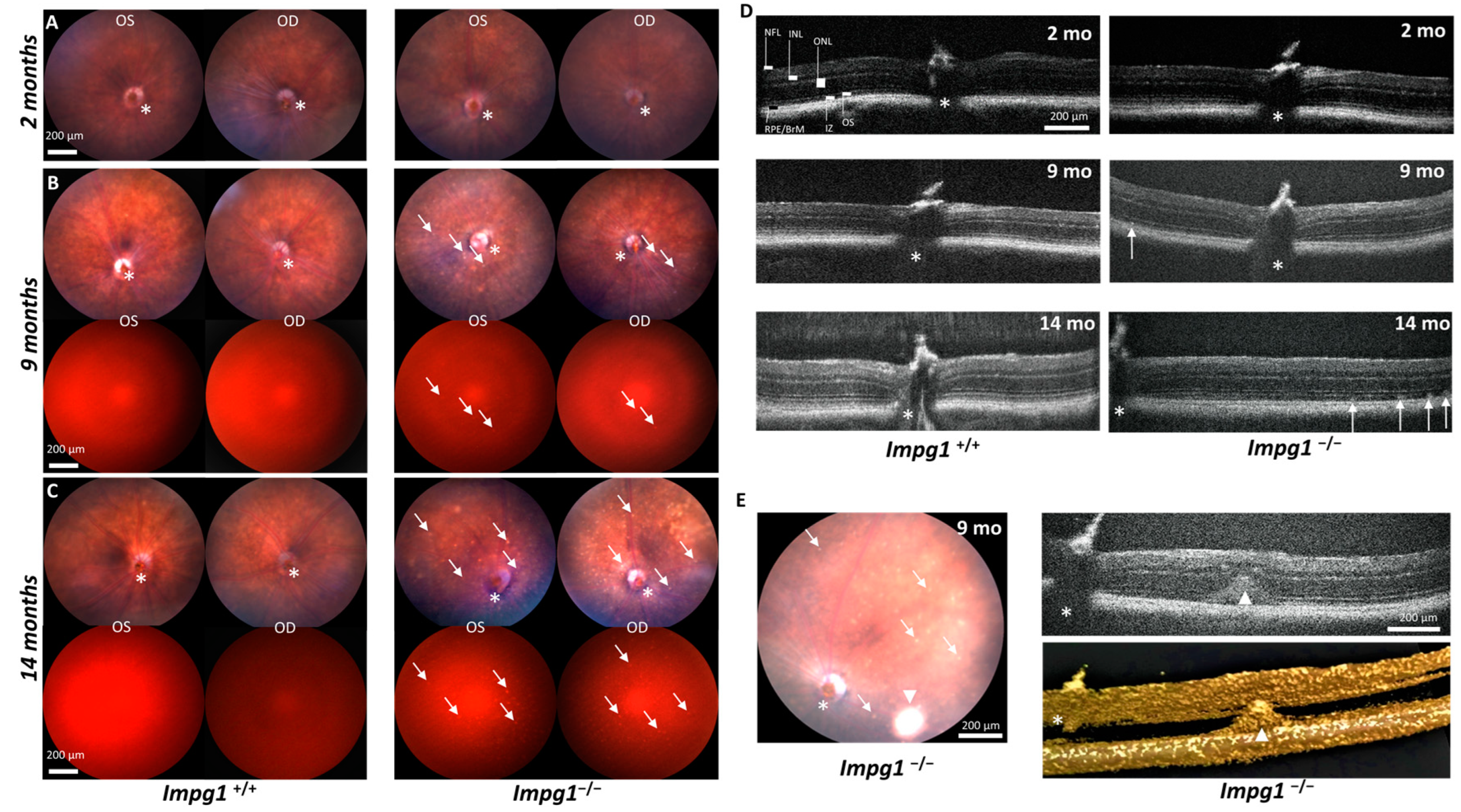 Genes 13 01508 g002 Genes 13 01508 g002