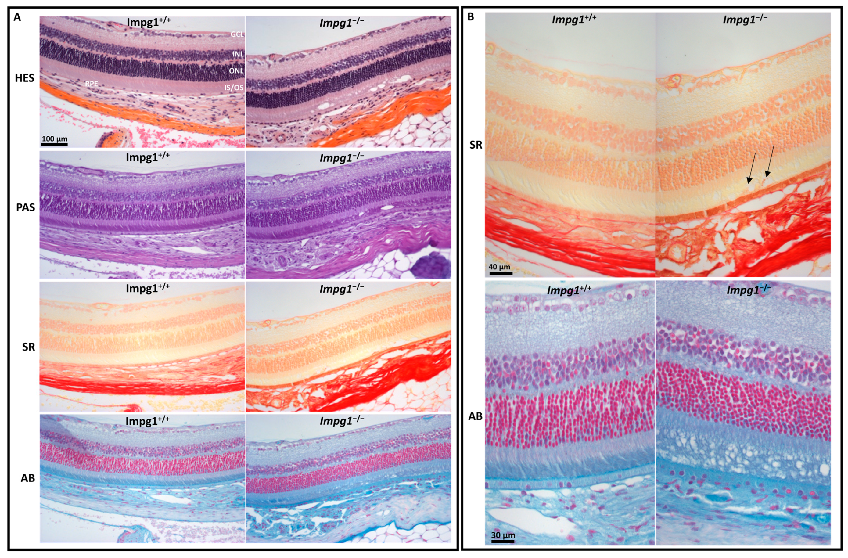 Genes 13 01508 g005 Genes 13 01508 g005