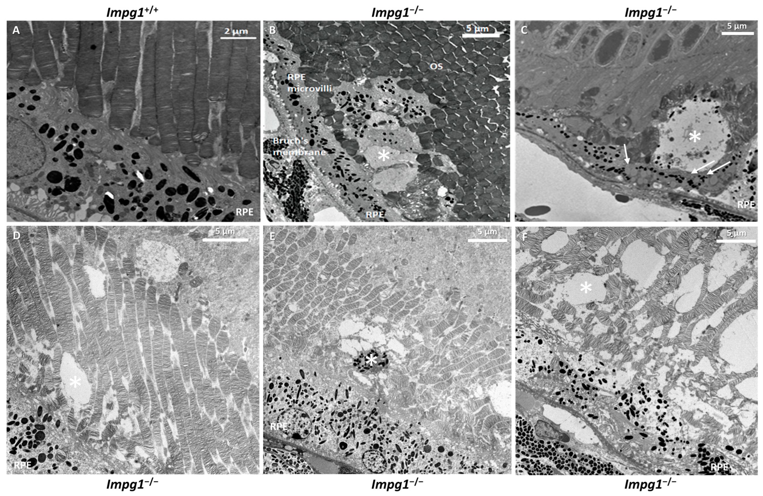 Genes 13 01508 g006 Genes 13 01508 g006