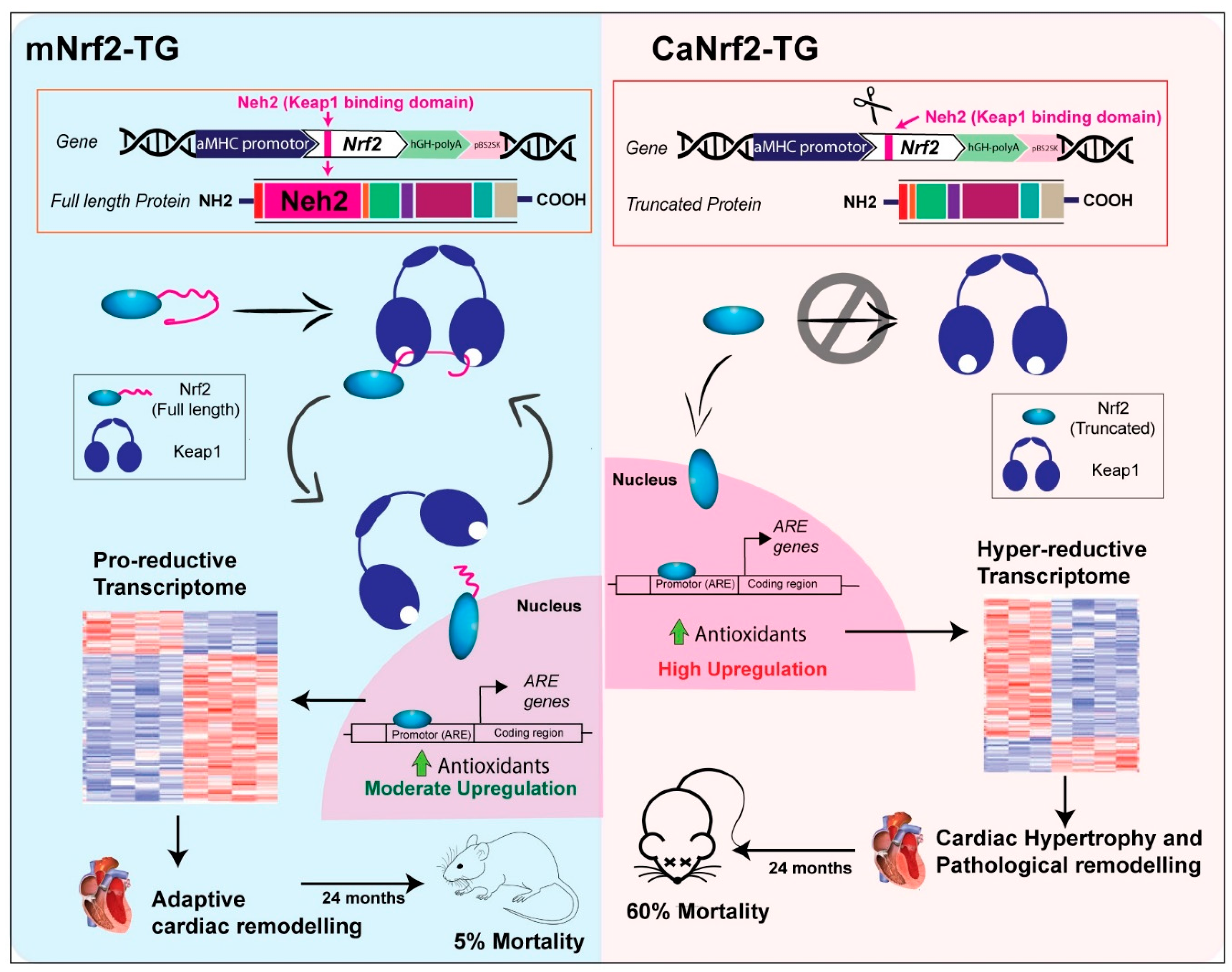 Genes 13 01514 g005 550