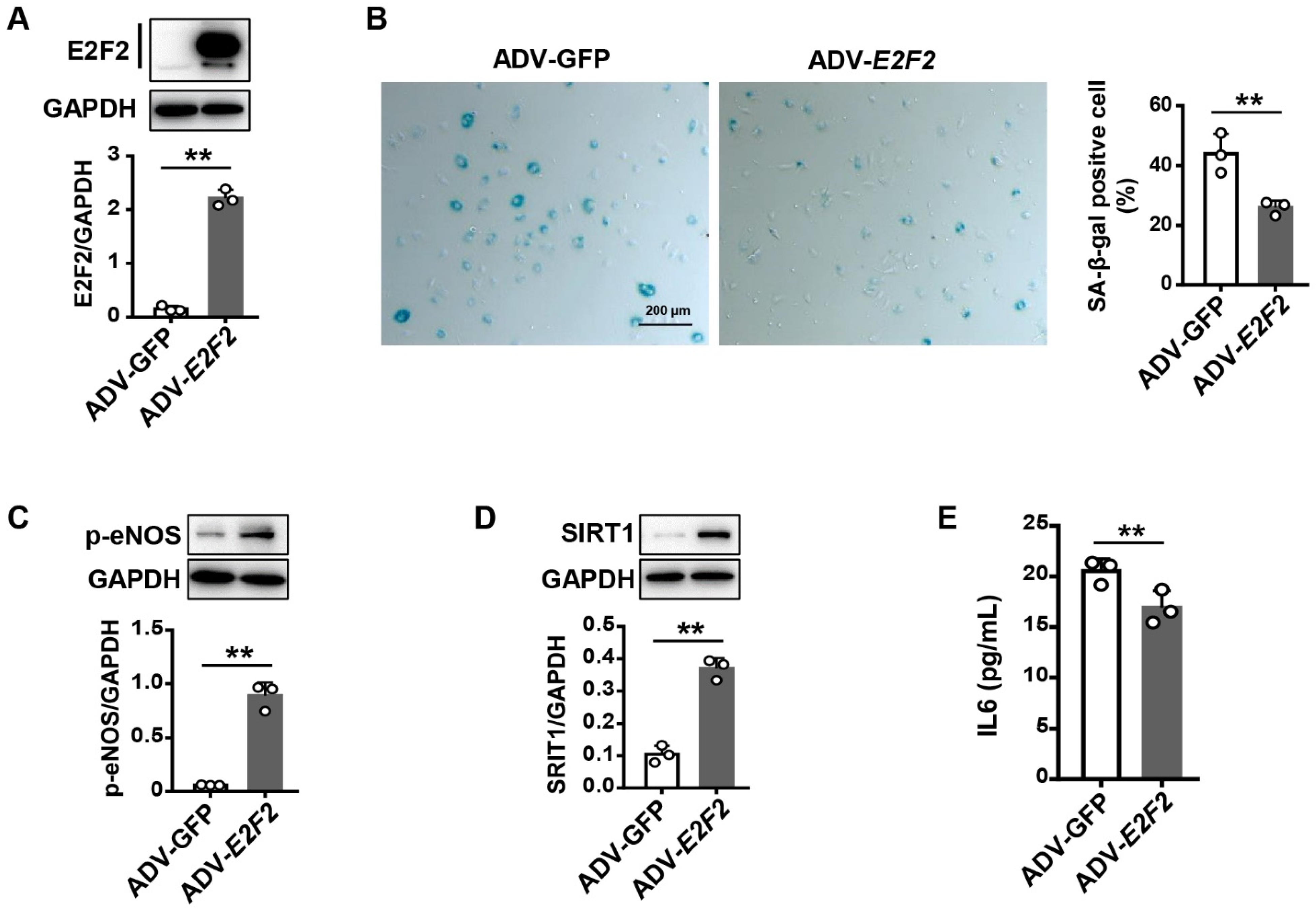 Genes 13 01522 g004 550