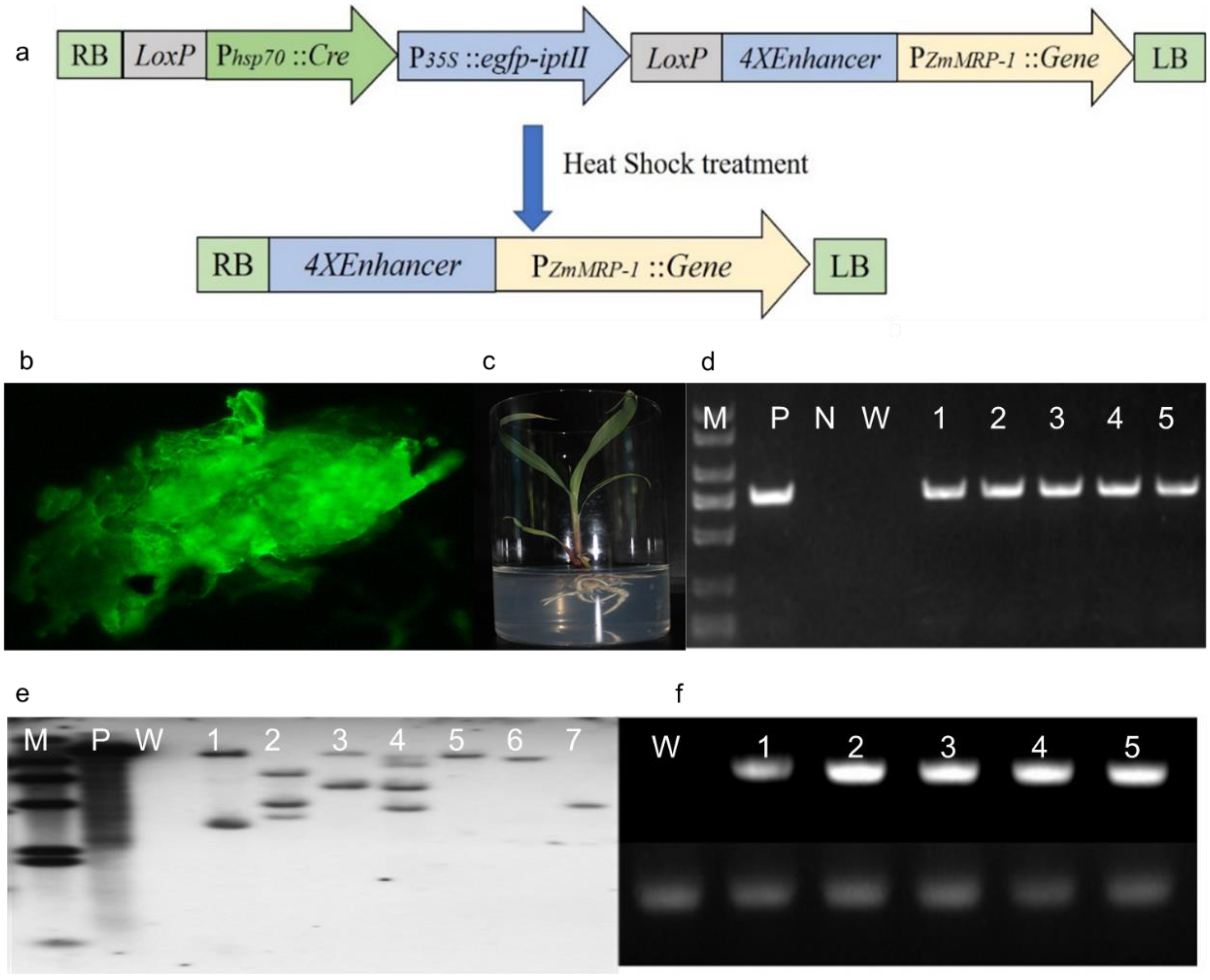 Ectopic Expression of the Rice Grain-Size-Affecting Gene GS5