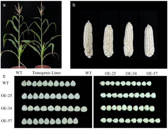 Ectopic Expression of the Rice Grain-Size-Affecting Gene GS5