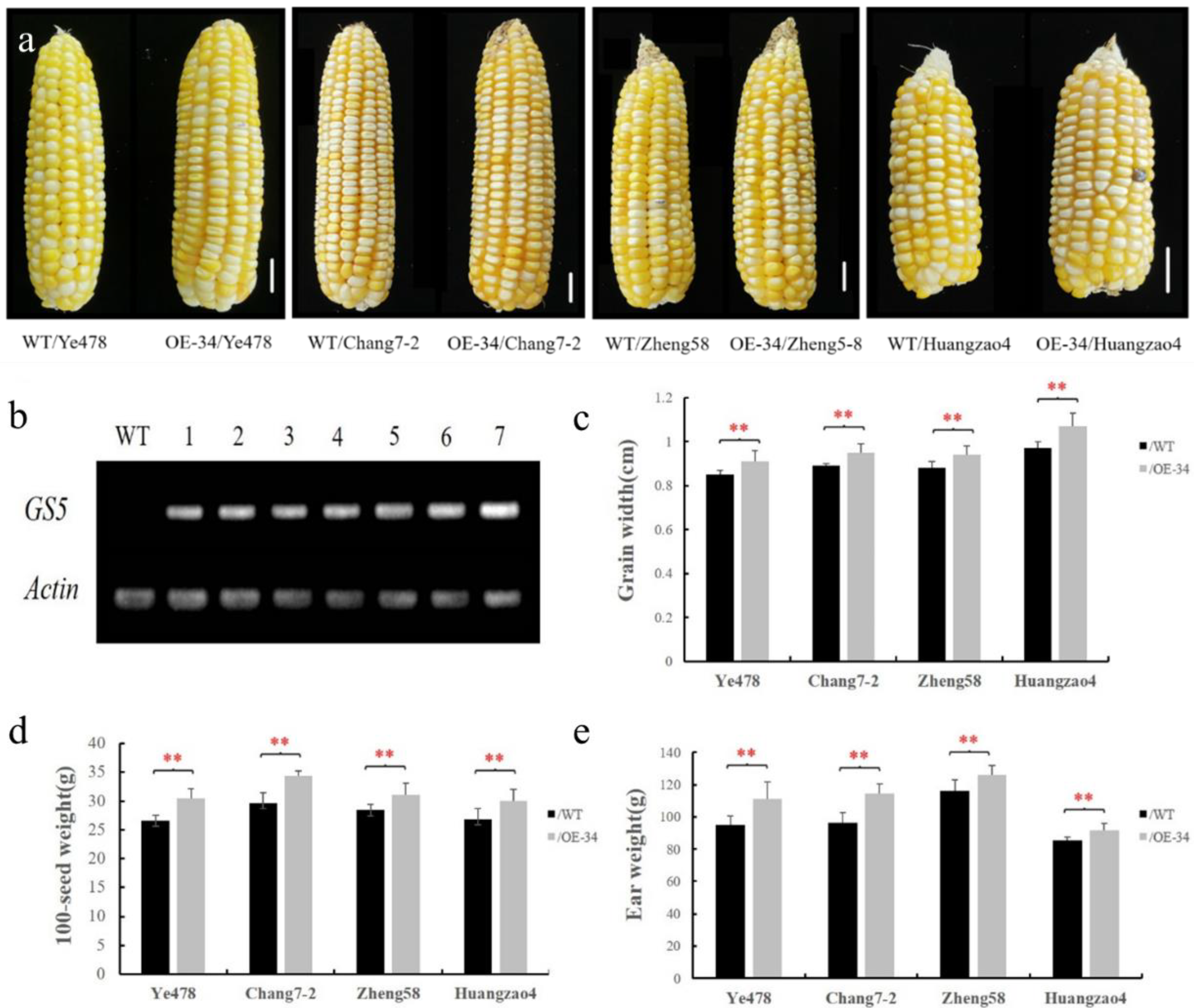 Ectopic Expression of the Rice Grain-Size-Affecting Gene GS5