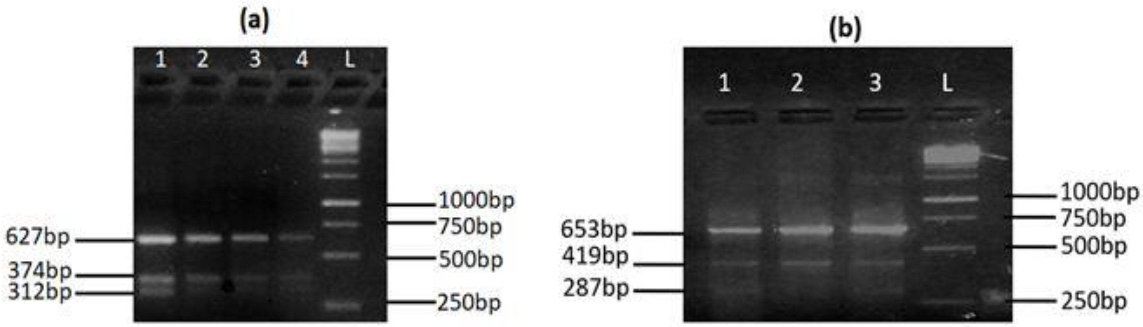 Genes 13 01554 g001 550