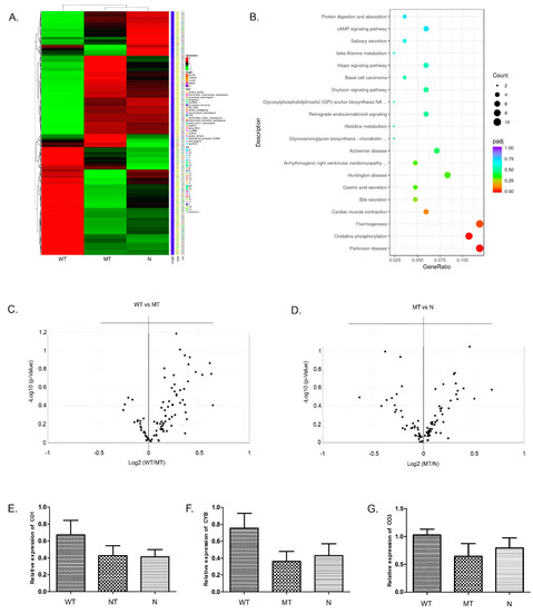 Loss of Protein Function Causing Severe Phenotypes of Female