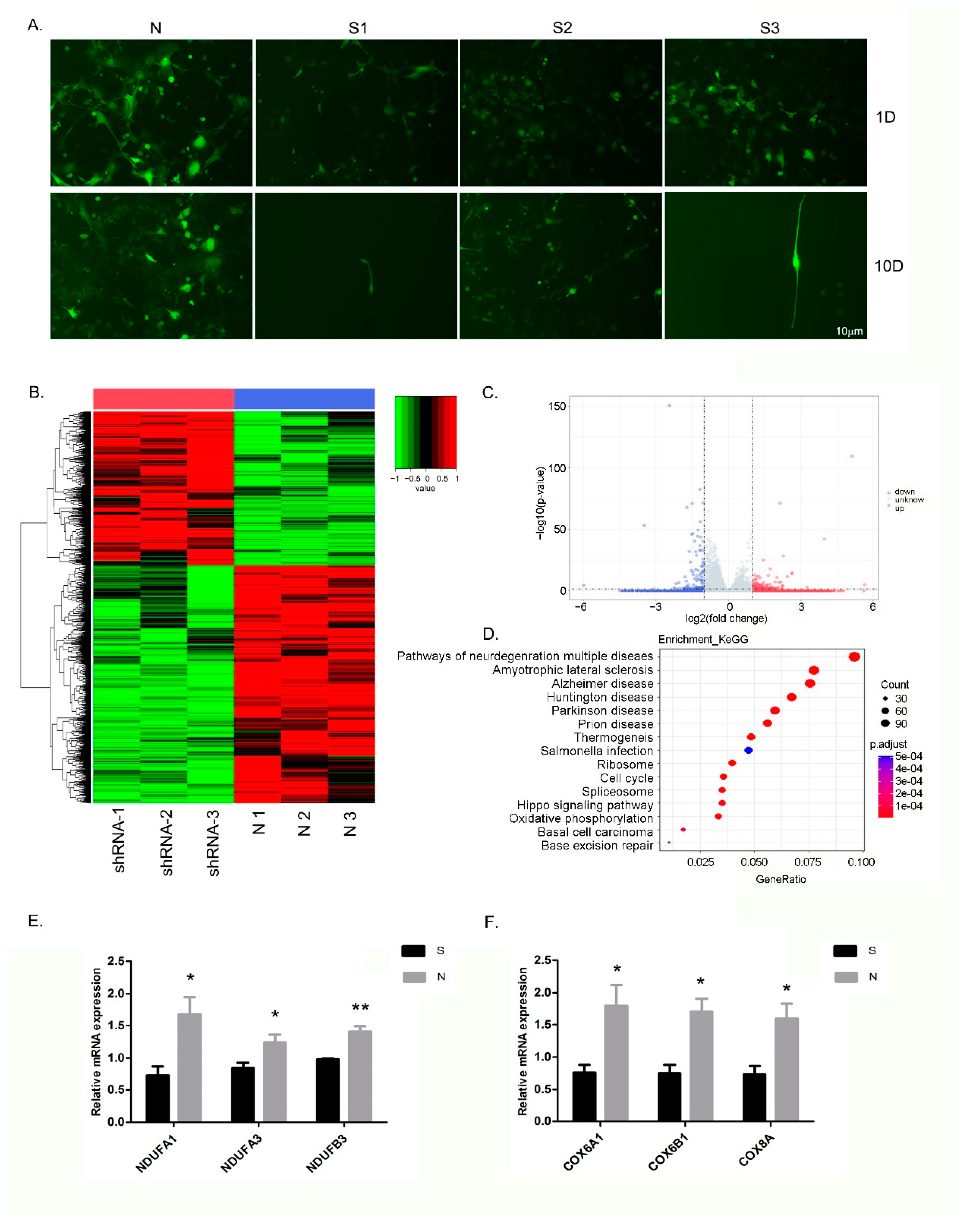 Loss of Protein Function Causing Severe Phenotypes of Female