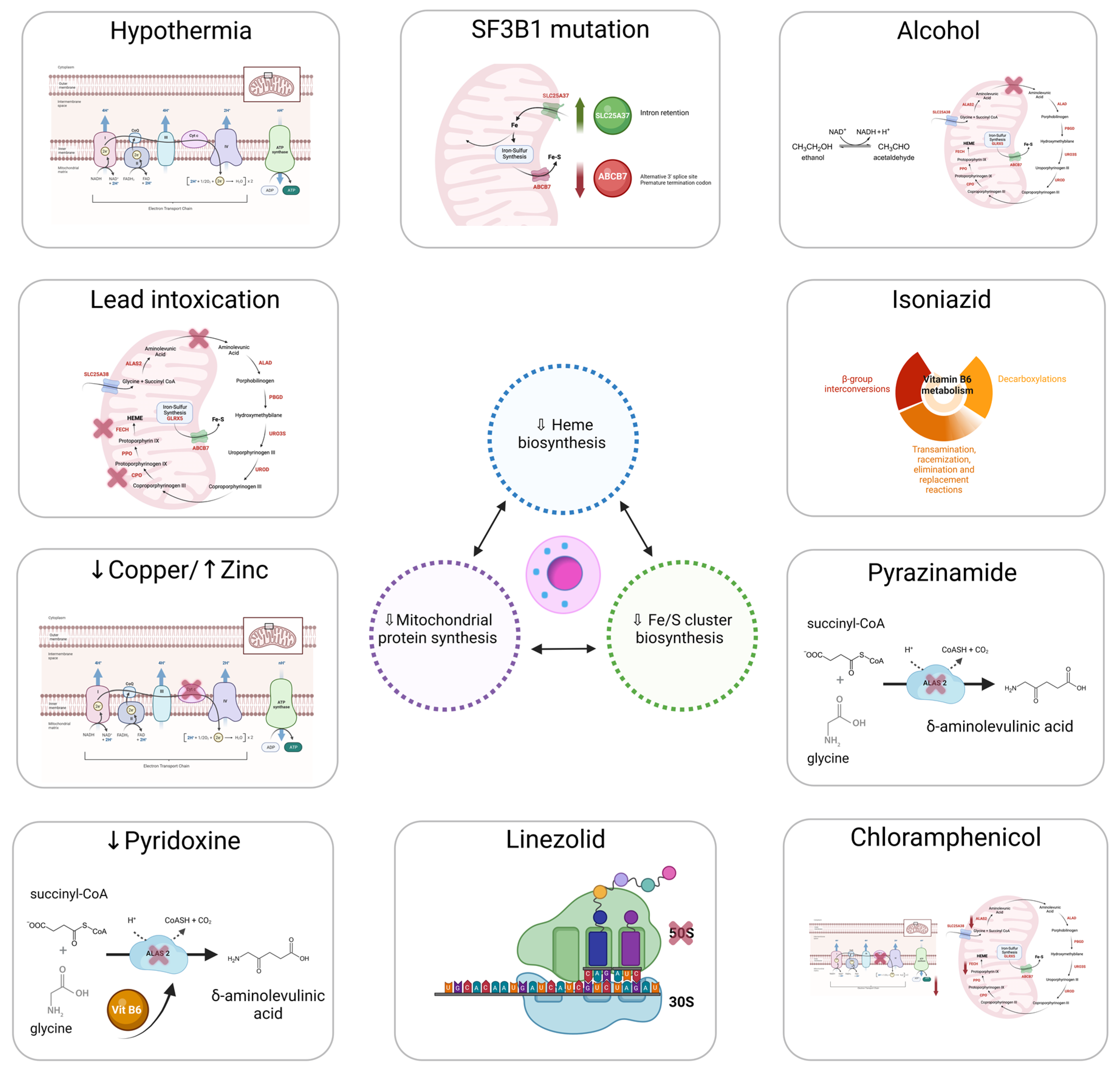 sideroblastic anemia pathophysiology