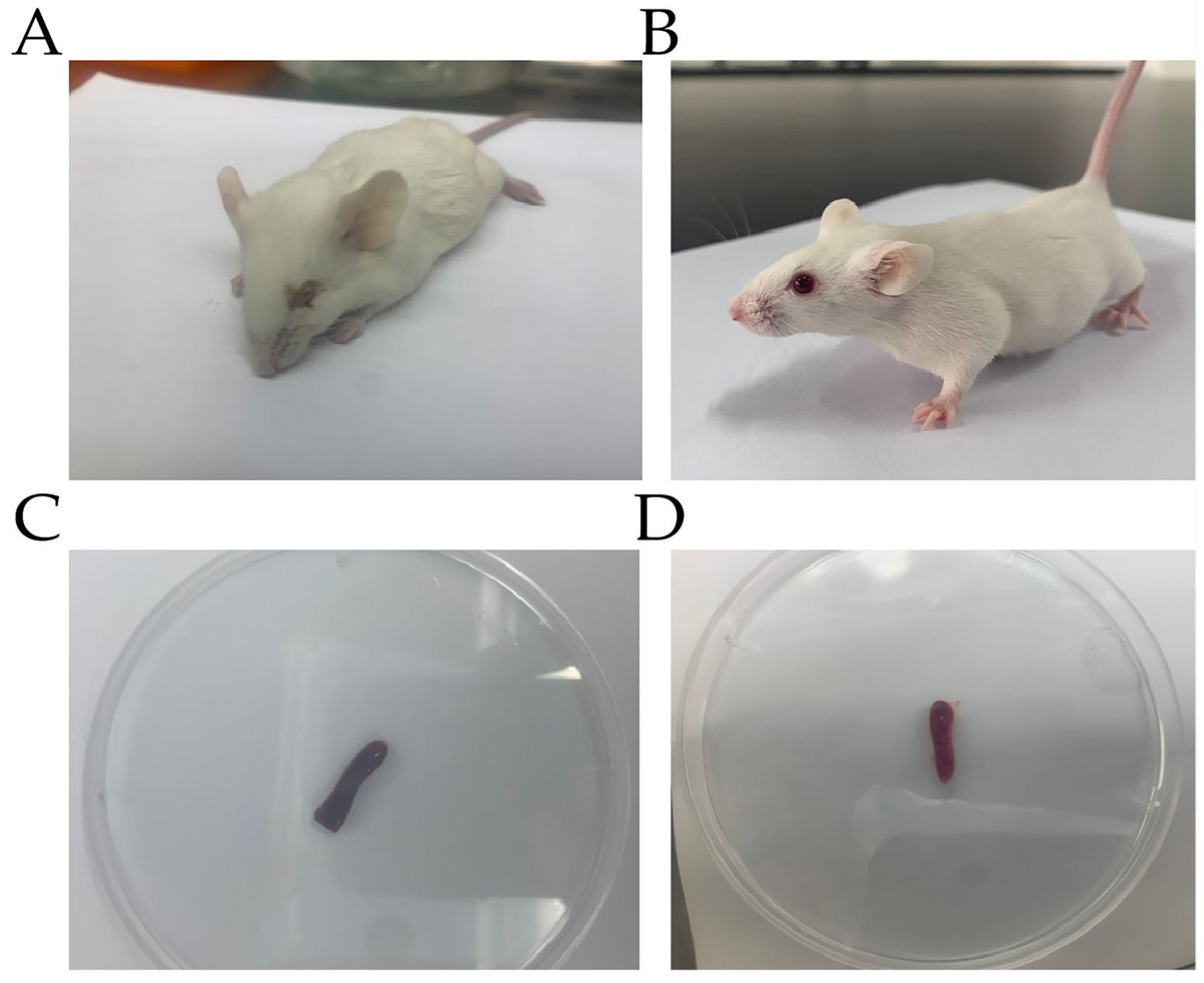 Genes 13 01586 g001 Genes 13 01586 g001