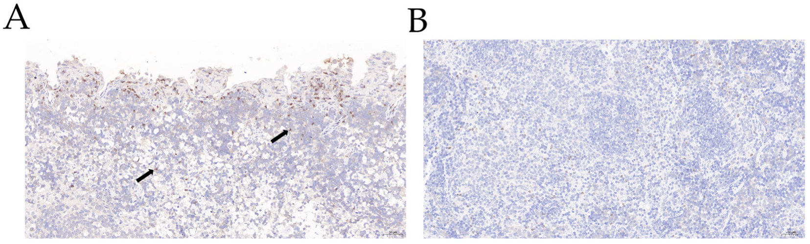 Genes 13 01586 g003 Genes 13 01586 g003