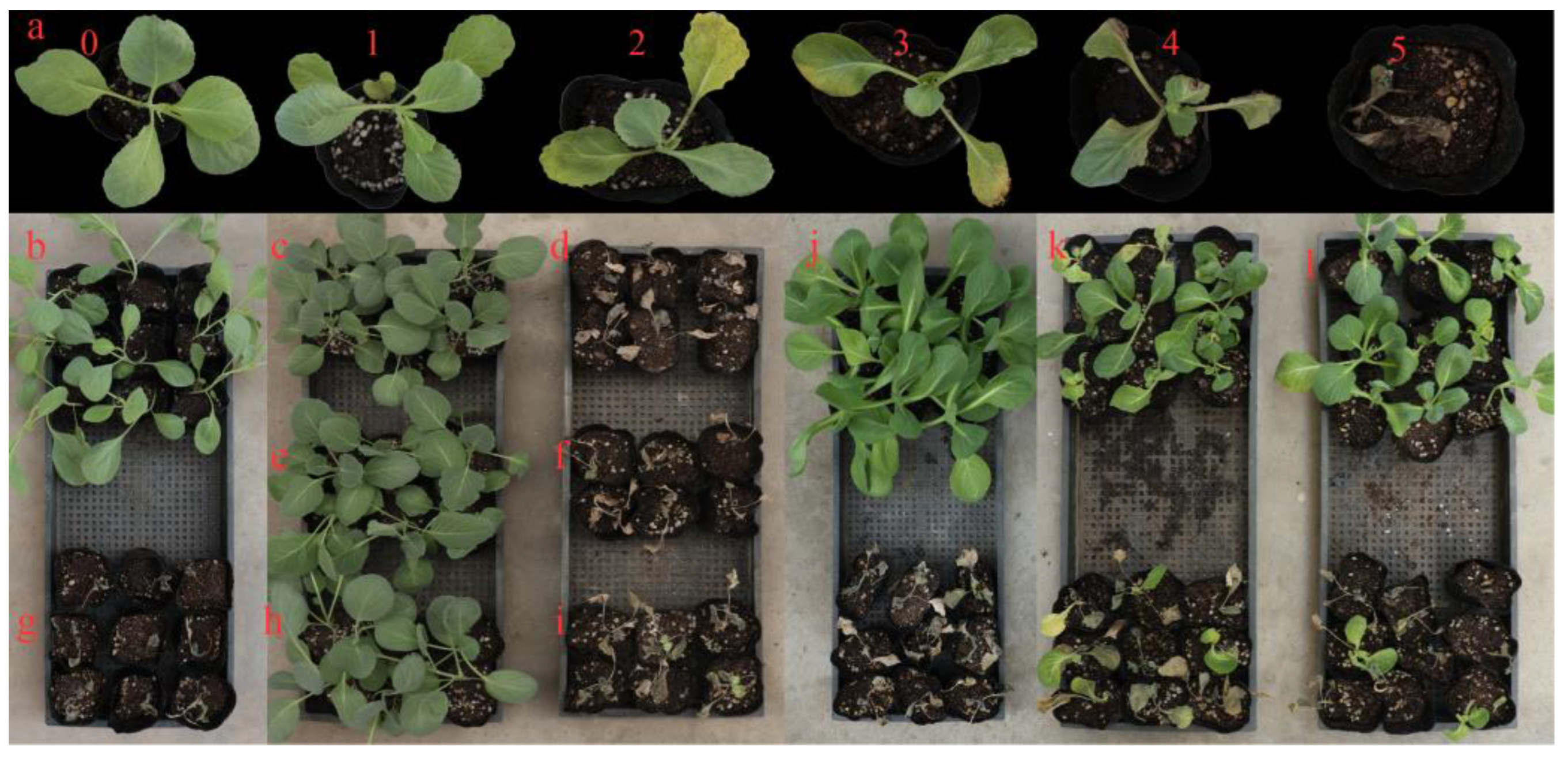 Genes 13 01590 g001 550