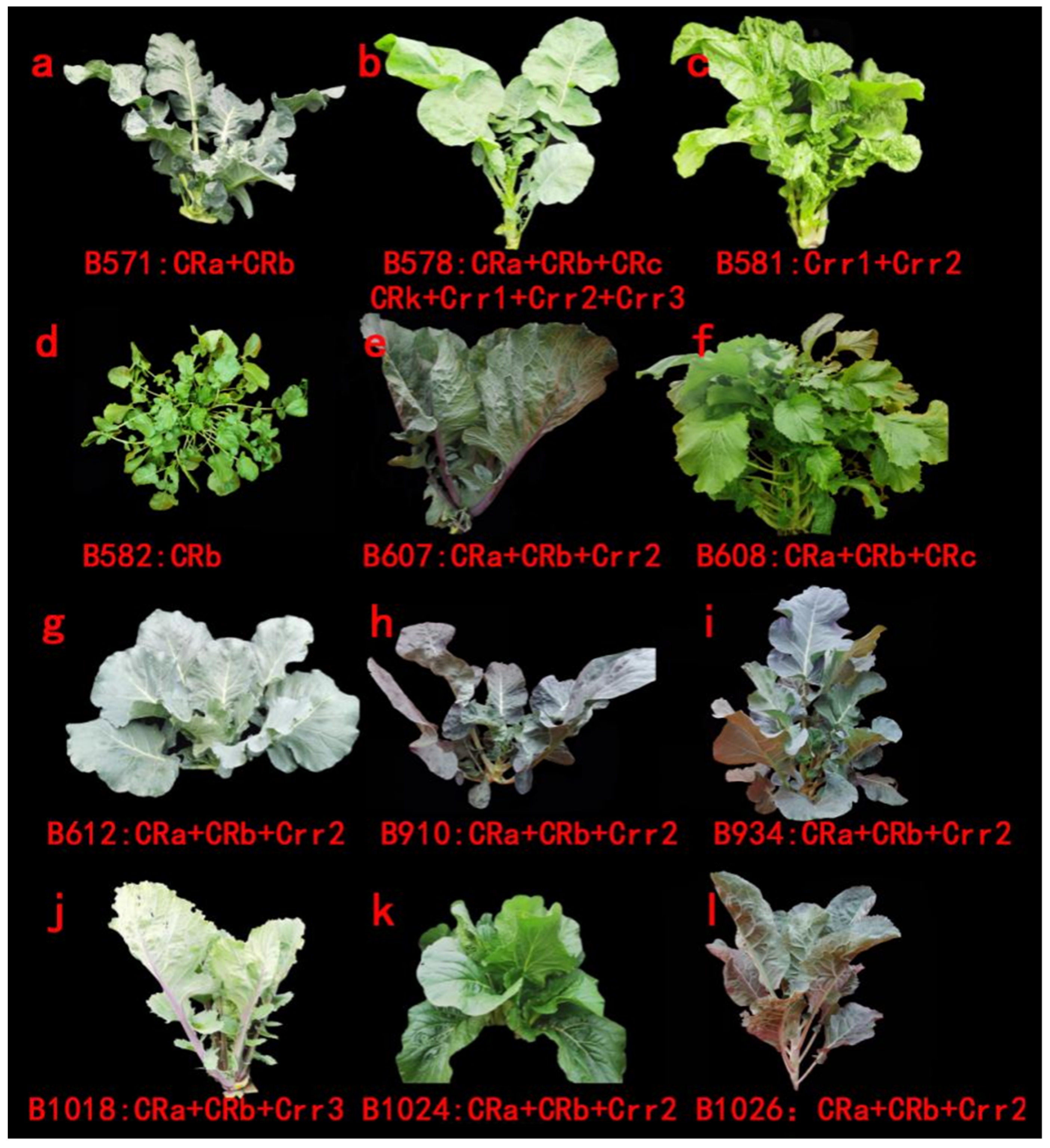 Genes 13 01600 g002 550