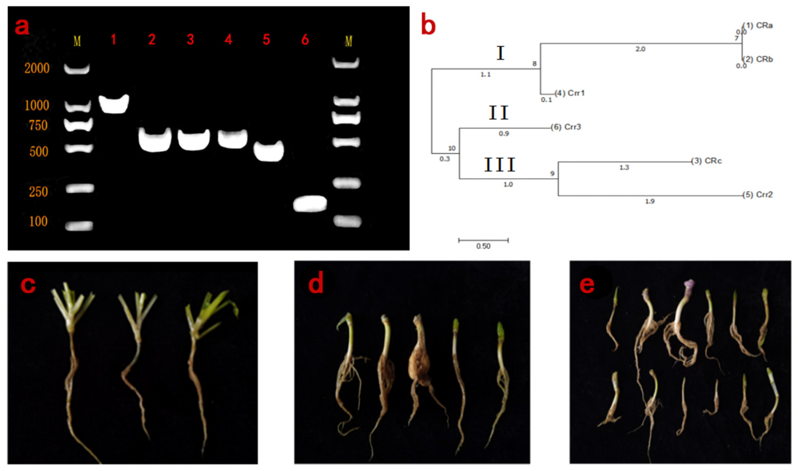 Genes 13 01600 g004 550