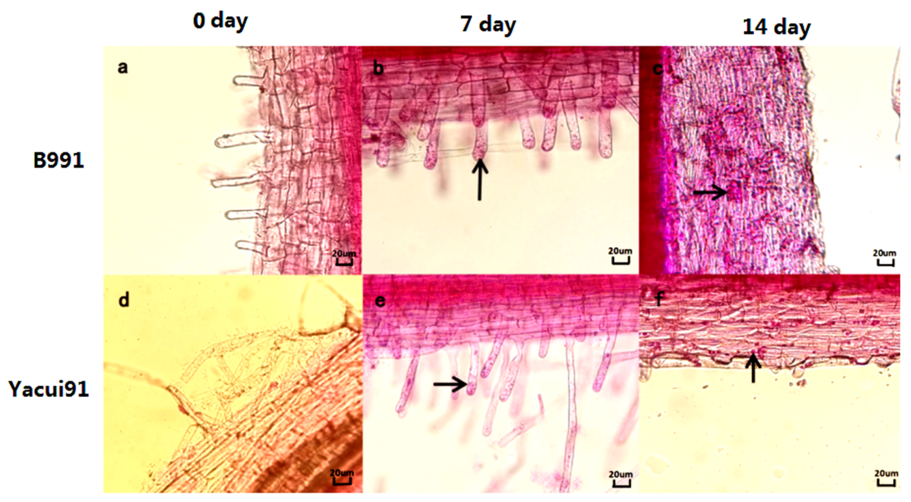 Genes 13 01600 g005 550