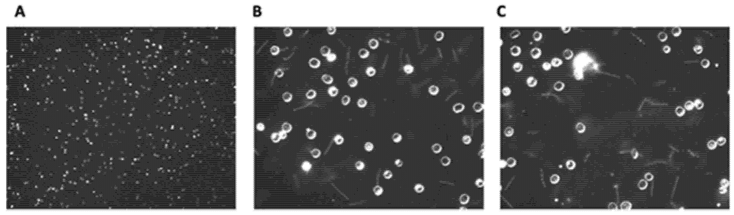 Genes 13 01604 g003 Genes 13 01604 g003