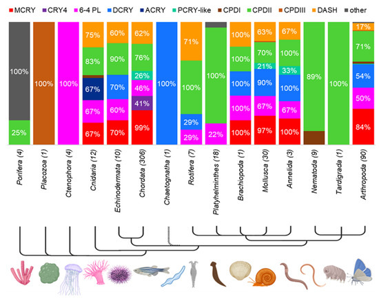 The Gain and Loss of Cryptochrome/Photolyase Family Members