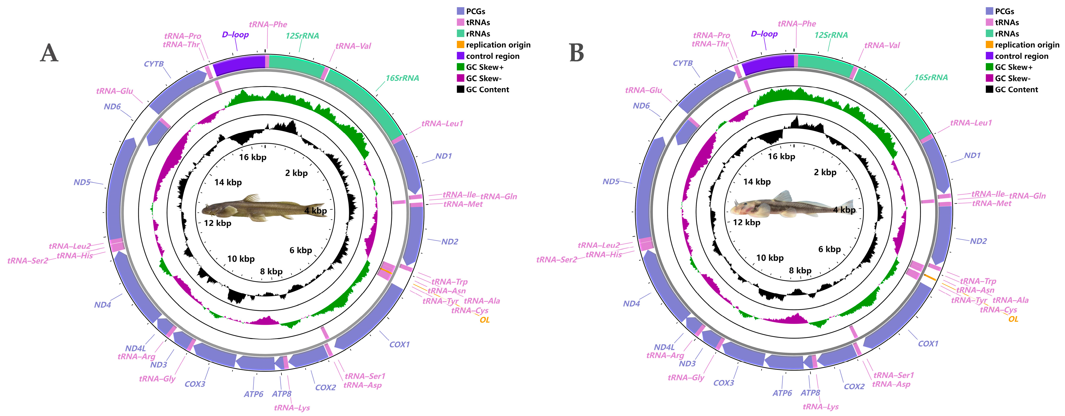 Genes 13 01615 g001 550