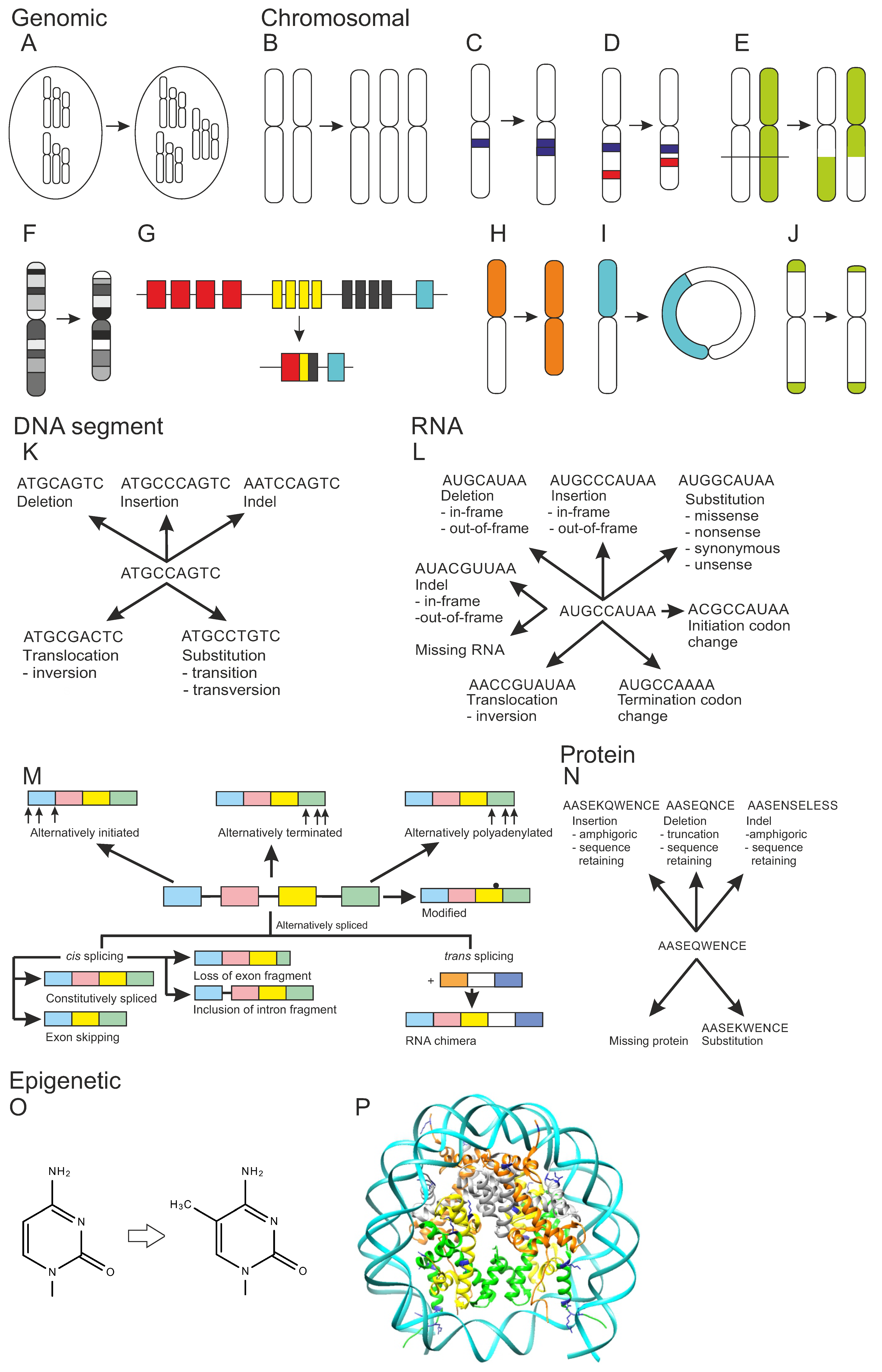 Genes | Free Full-Text | Individual Genetic Heterogeneity