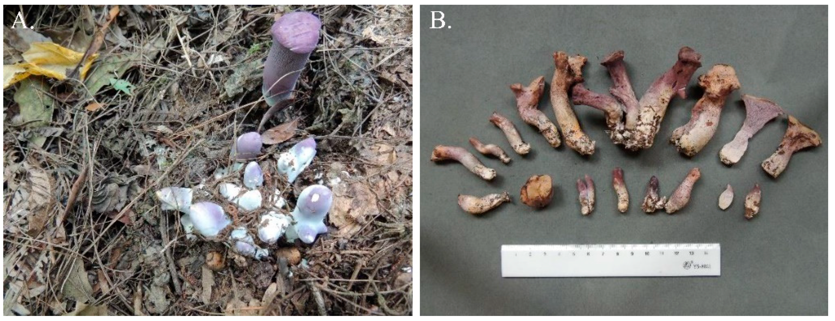 Genes 13 01628 g001 Genes 13 01628 g001
