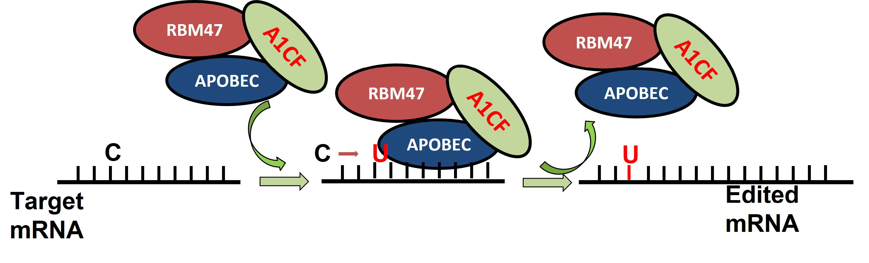Genes Free FullText CtoU RNA Editing A Site Directed RNA