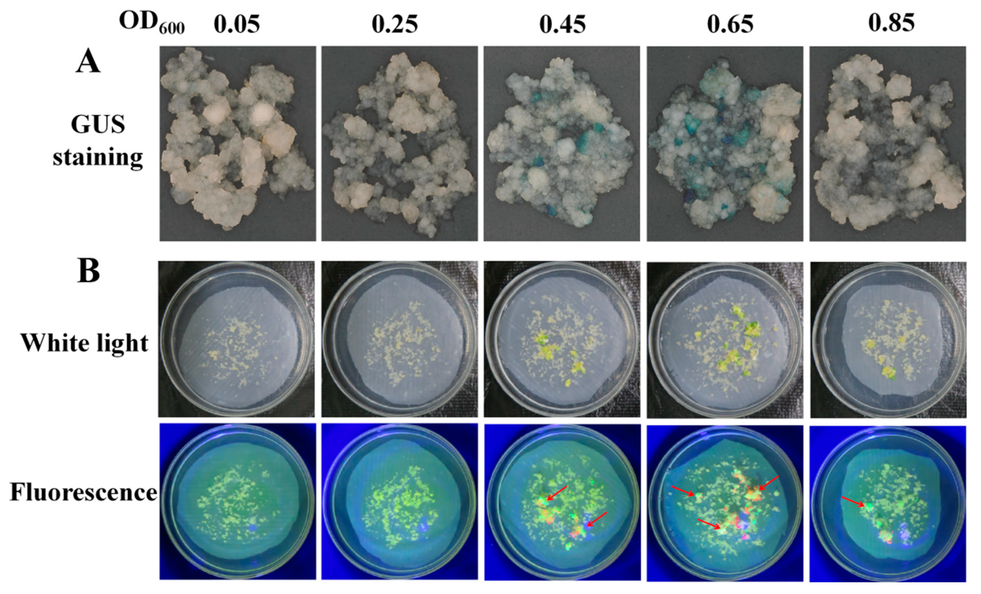 Genes 13 01650 g001 550