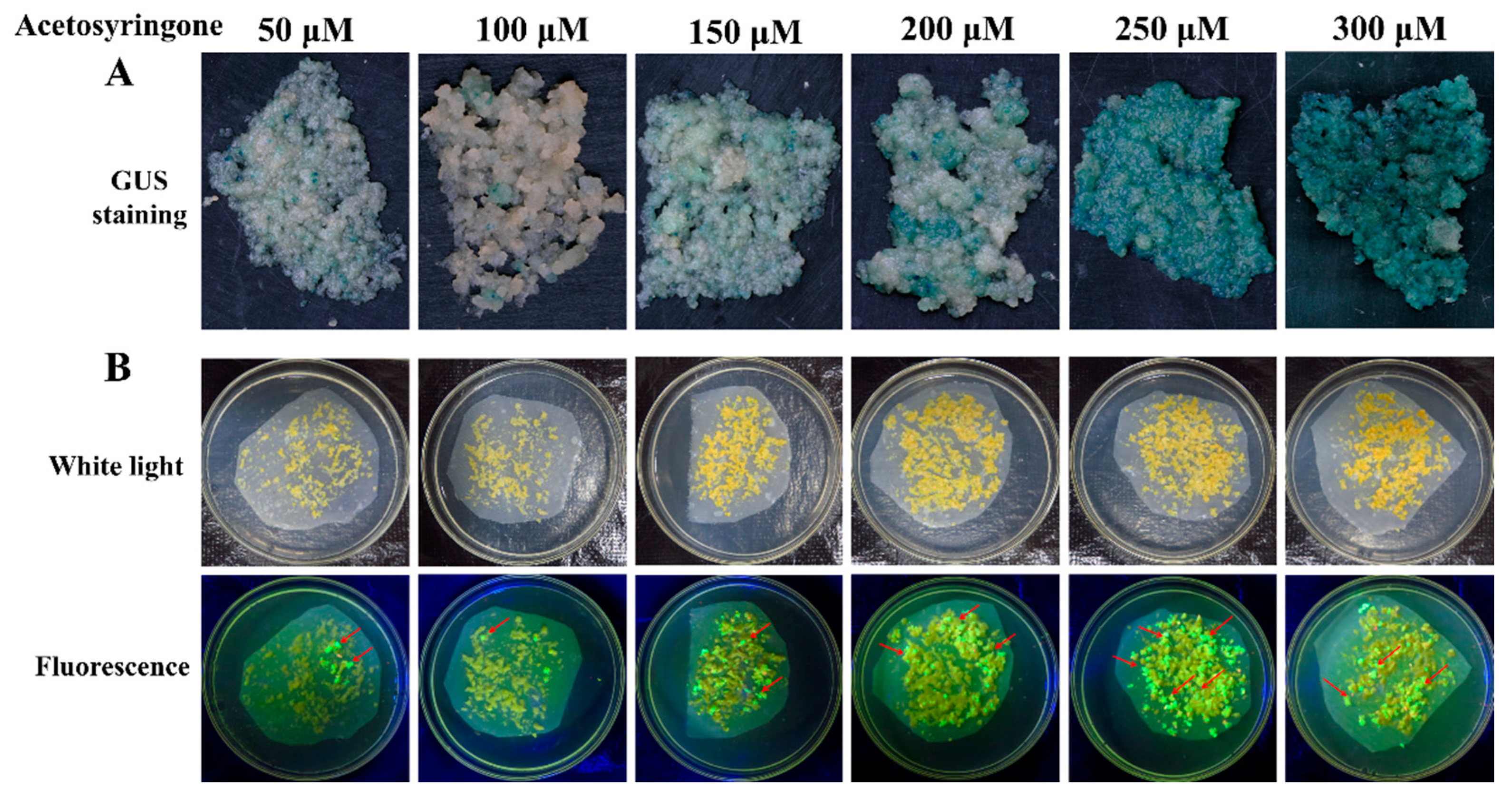 Genes 13 01650 g002 550