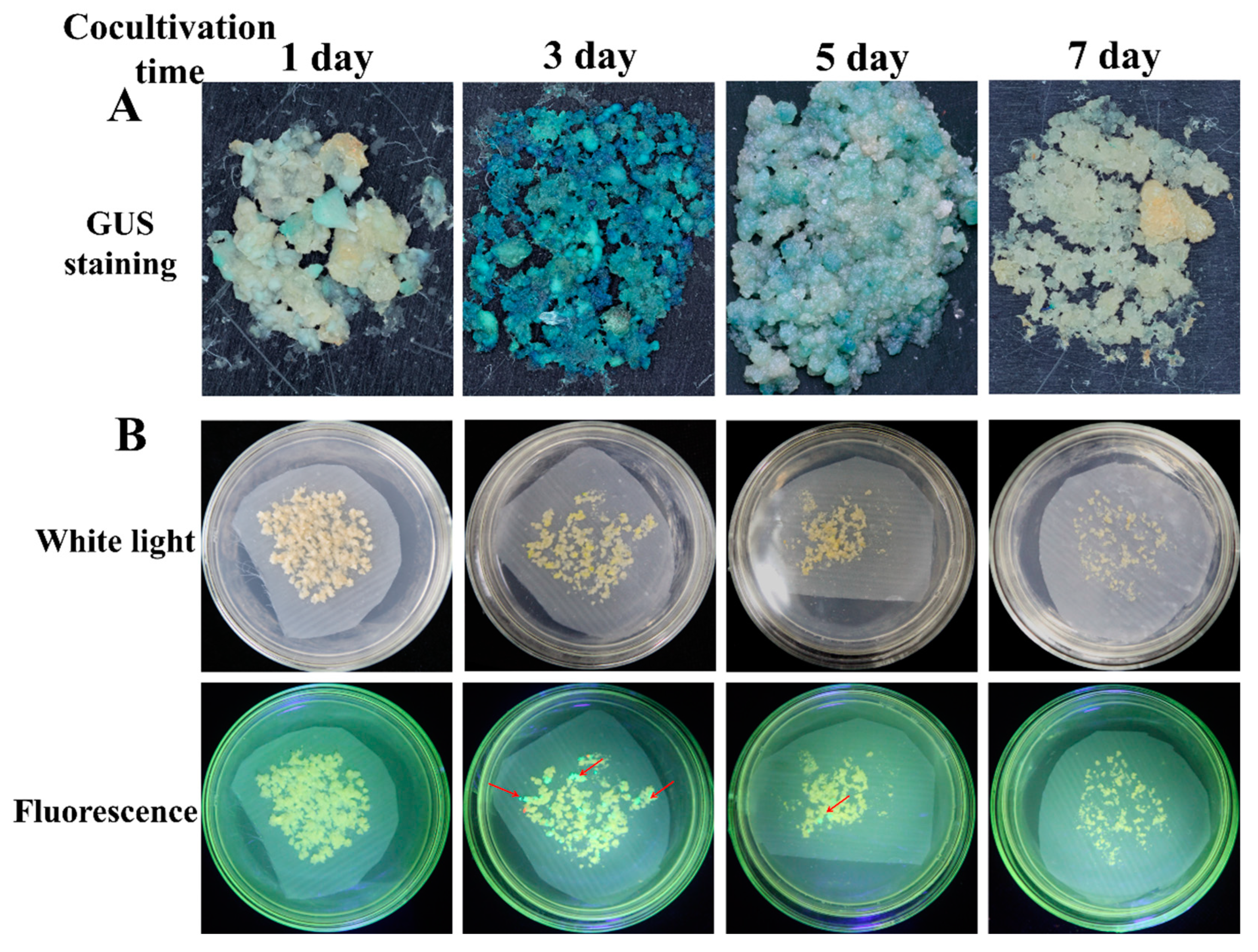 Genes 13 01650 g003 550