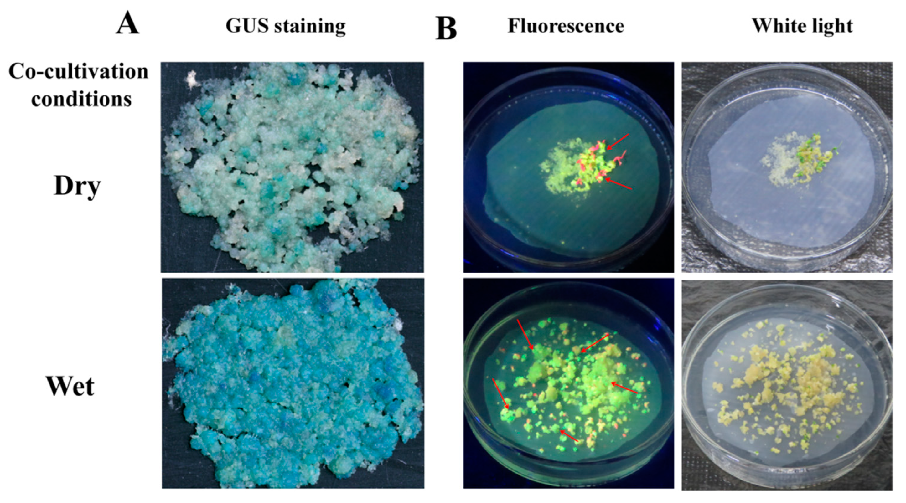 Genes 13 01650 g004 550