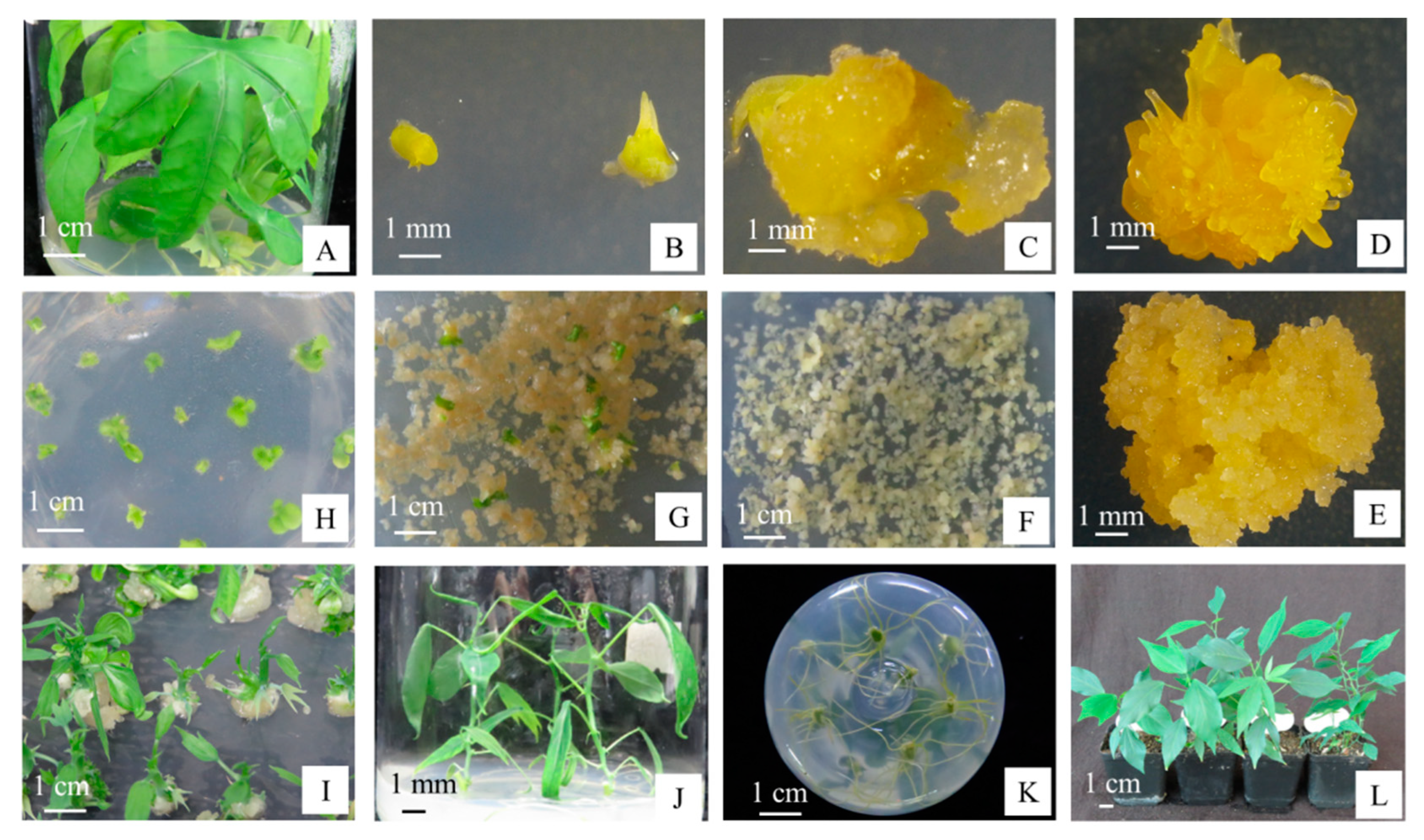 Genes 13 01650 g005 550