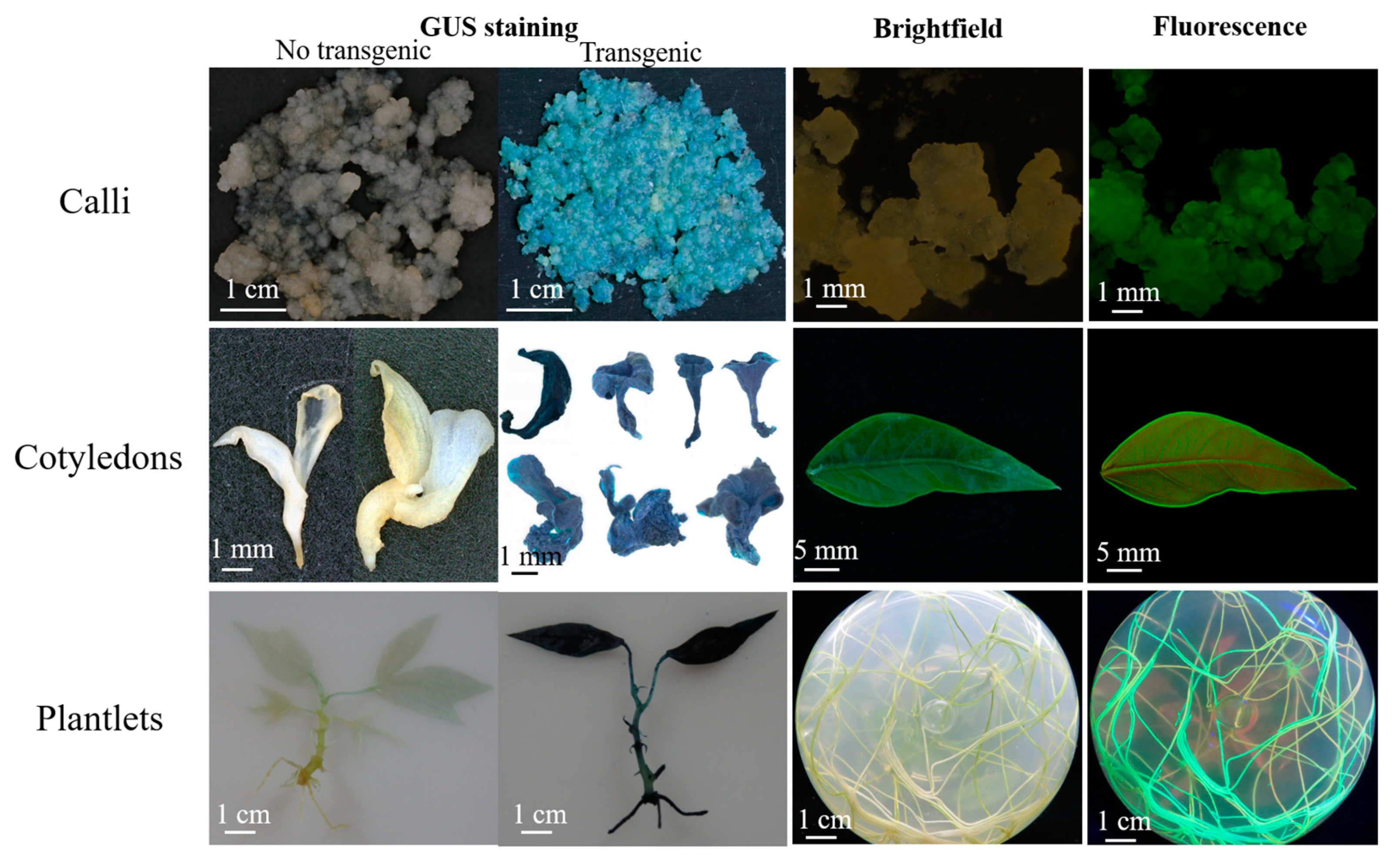 Genes 13 01650 g006 550