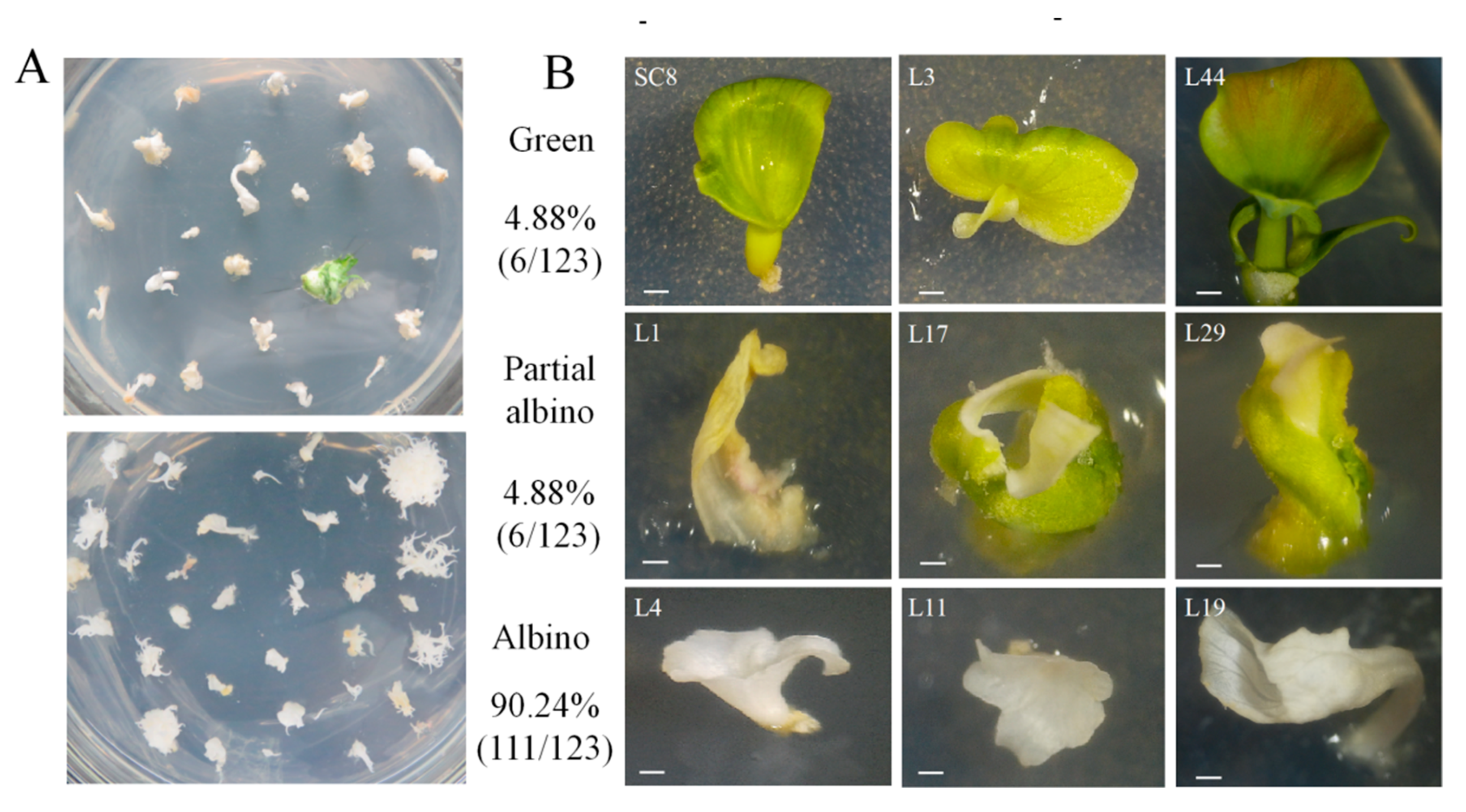 Genes 13 01650 g008 550