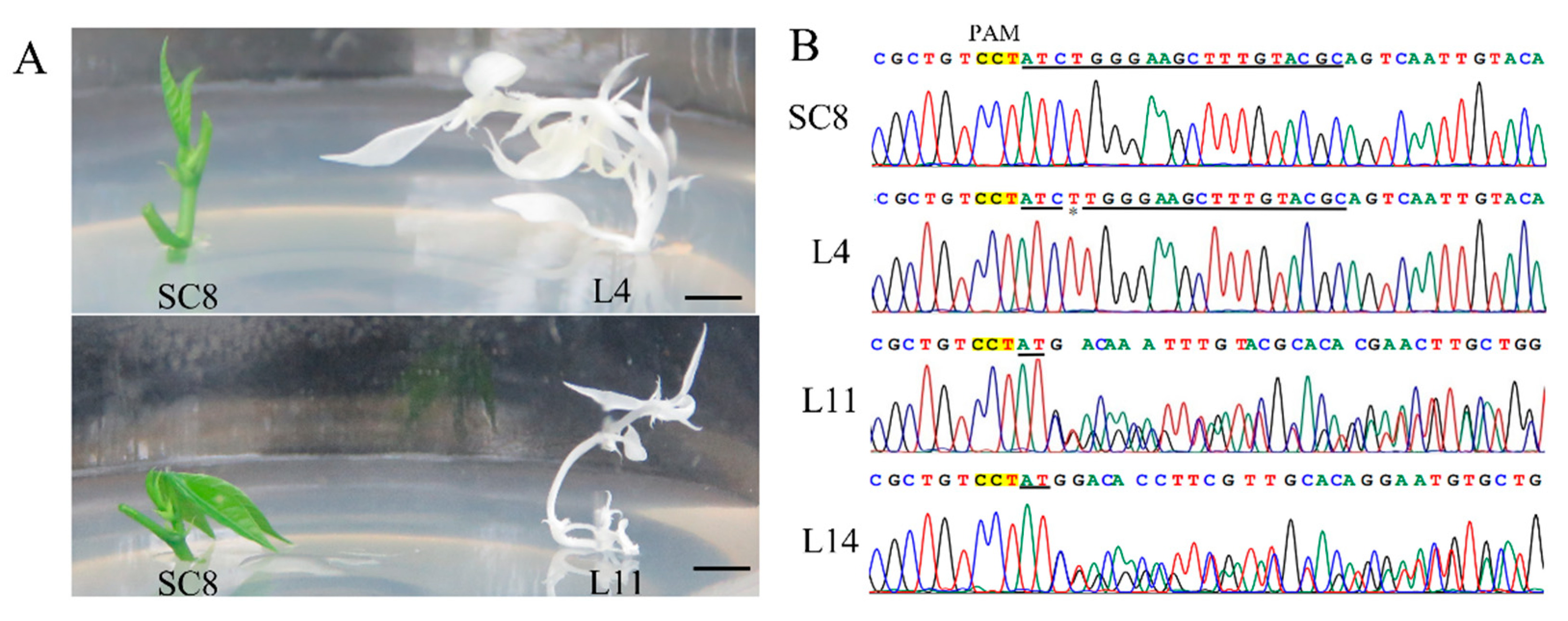 Genes 13 01650 g009 550