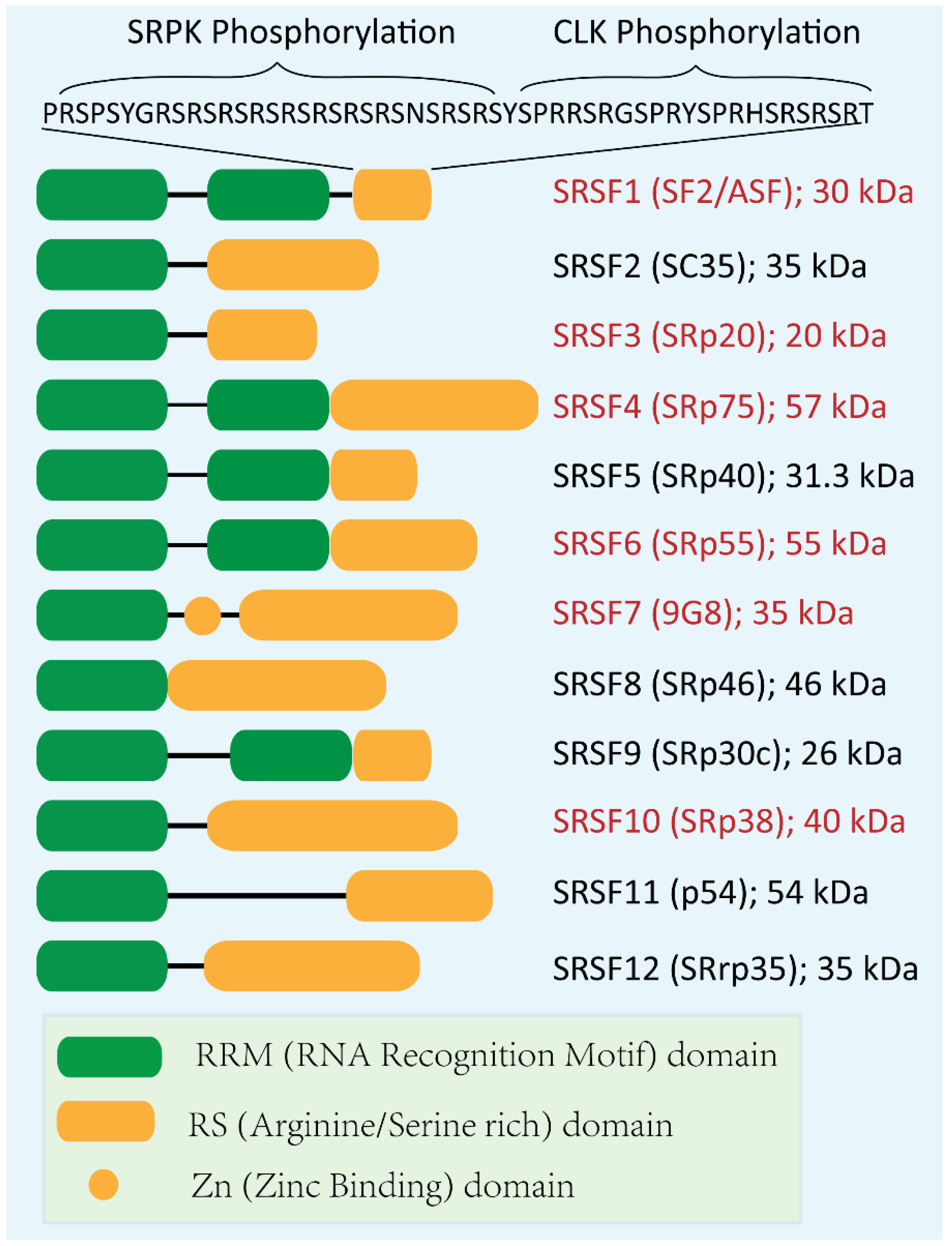 Genes 13 01659 g001 Genes 13 01659 g001