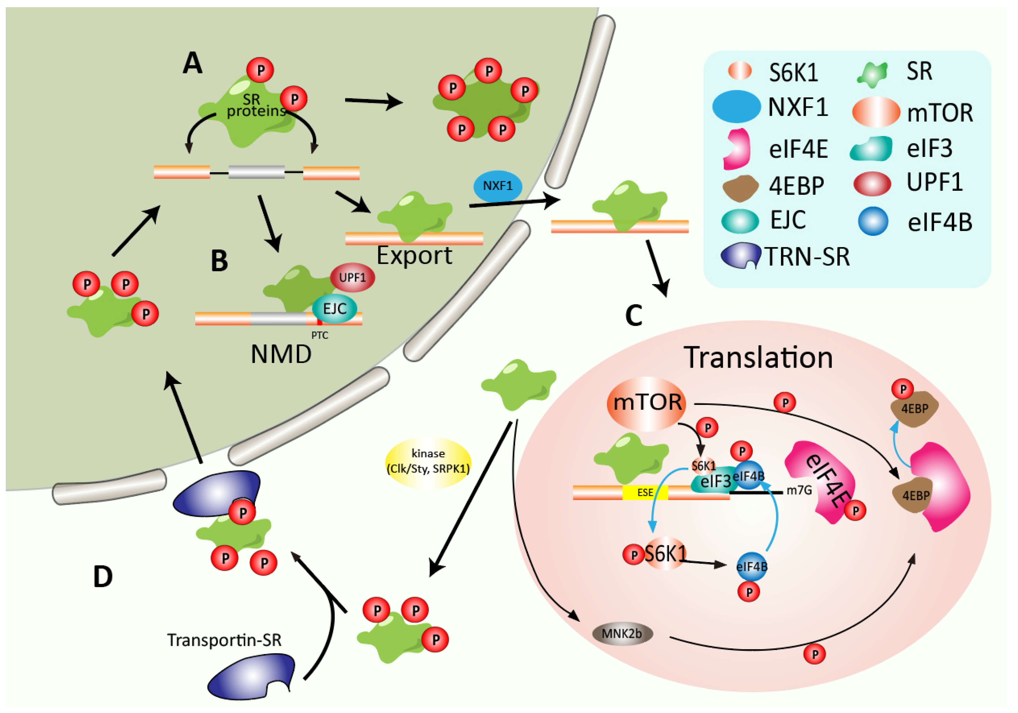 Genes 13 01659 g004 Genes 13 01659 g004
